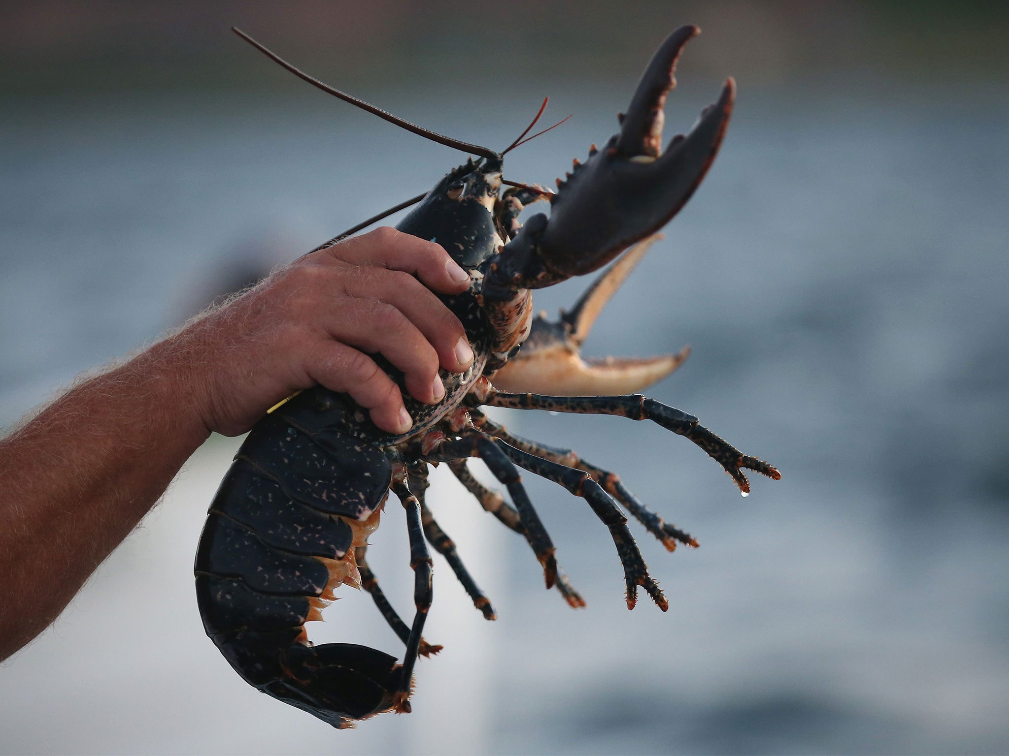 Before releasing the lobsters, the monks held a 20-minute ceremony with a prayer and chant to the Buddha of compassion