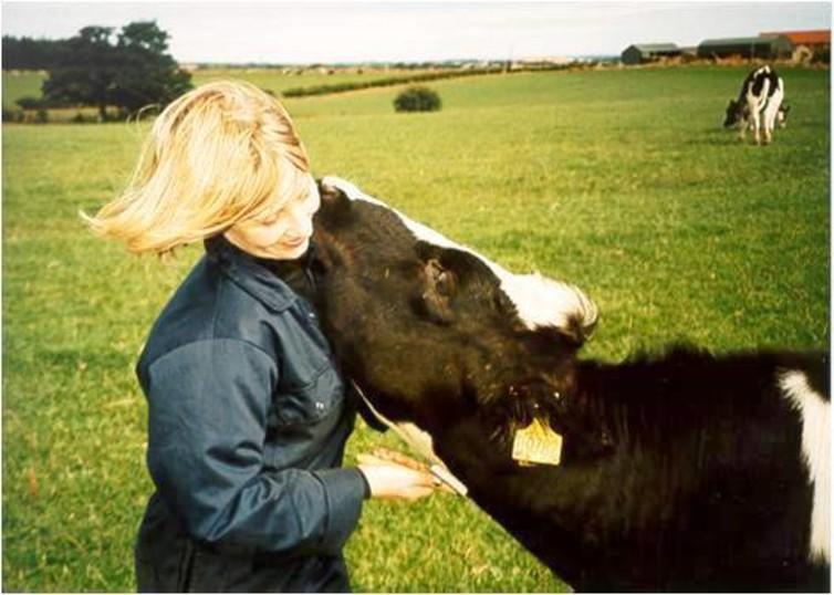 Cows love a good brush as much as the next dog