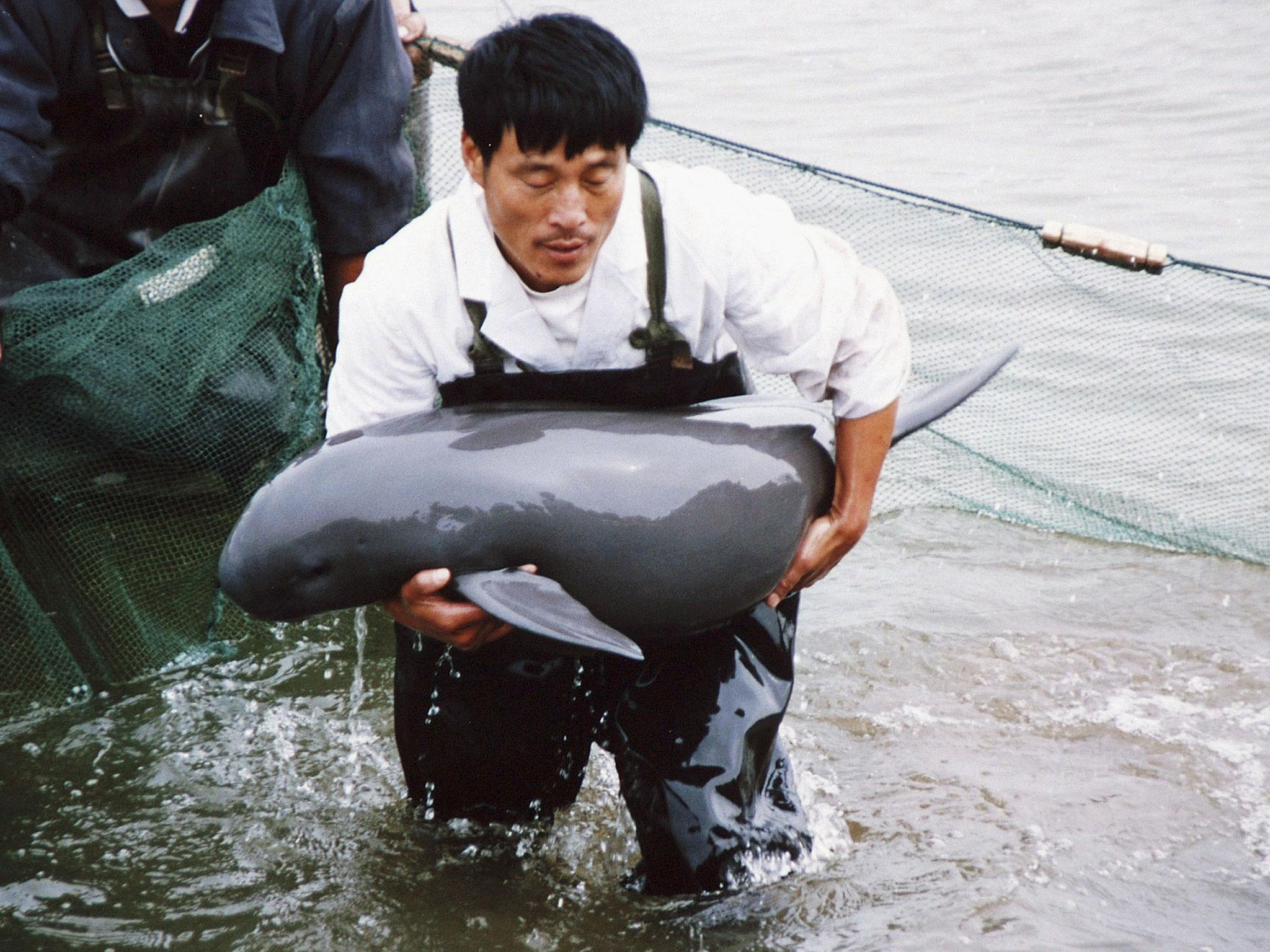 A worker carries a Finless Porpoise to shore to inspect it at the Tongling Freshwater Dolphin Nature Reserve, China