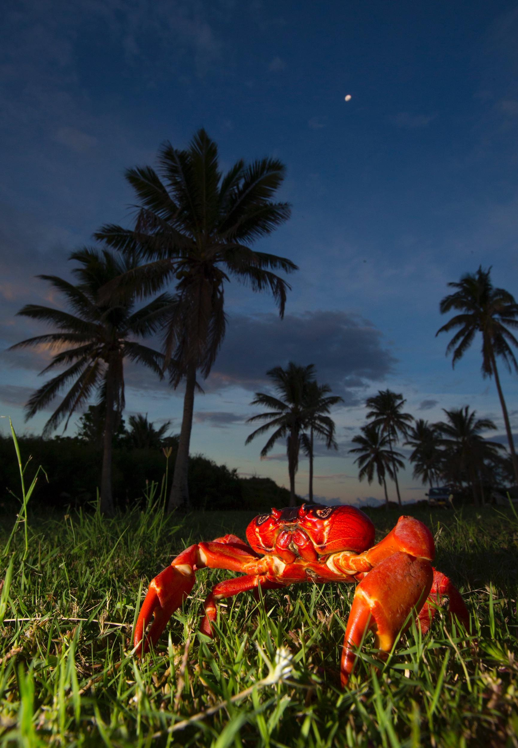 Red crabs on Christmas Island