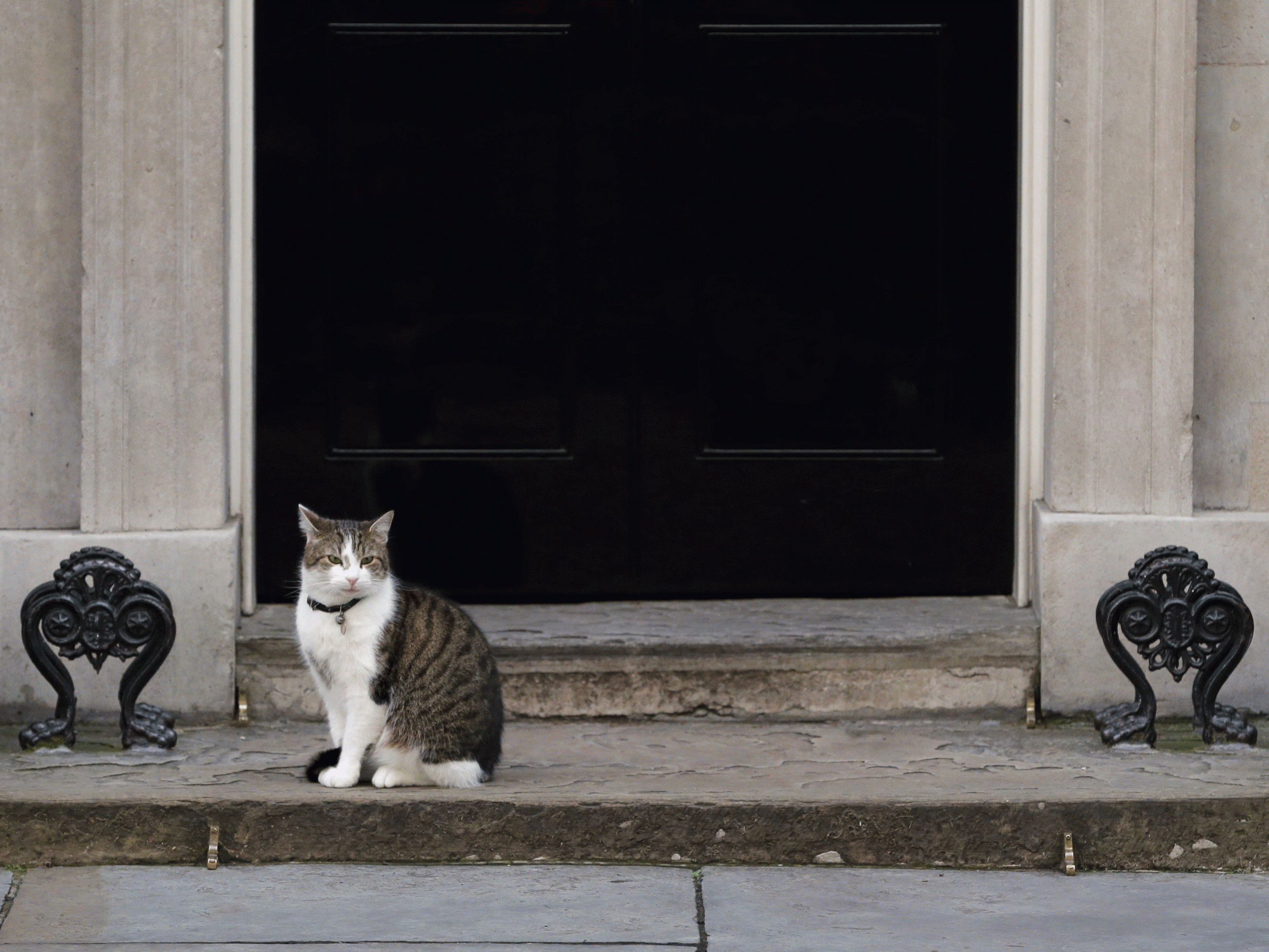 Larry the cat was caught toying with a mouse before letting it run free