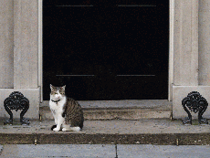 Larry the Cat: Downing Street mouse-catcher caught failing to kill rodent 