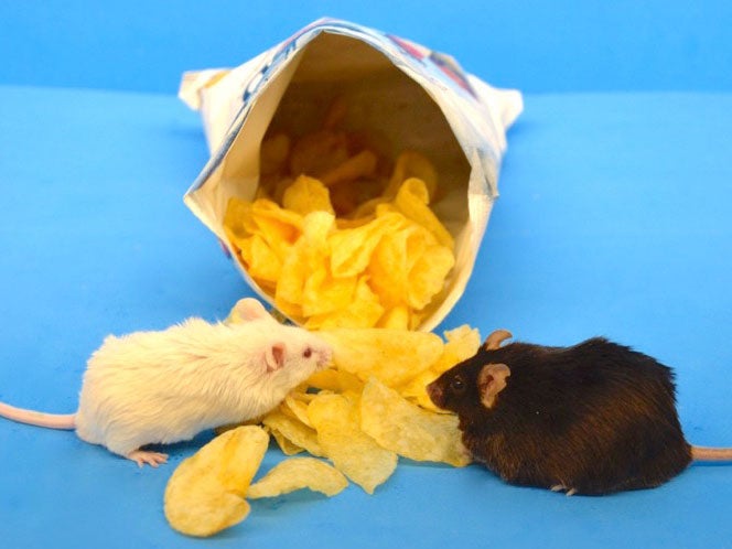One mouse got fat, while the other didn't when fed a typical Western diet