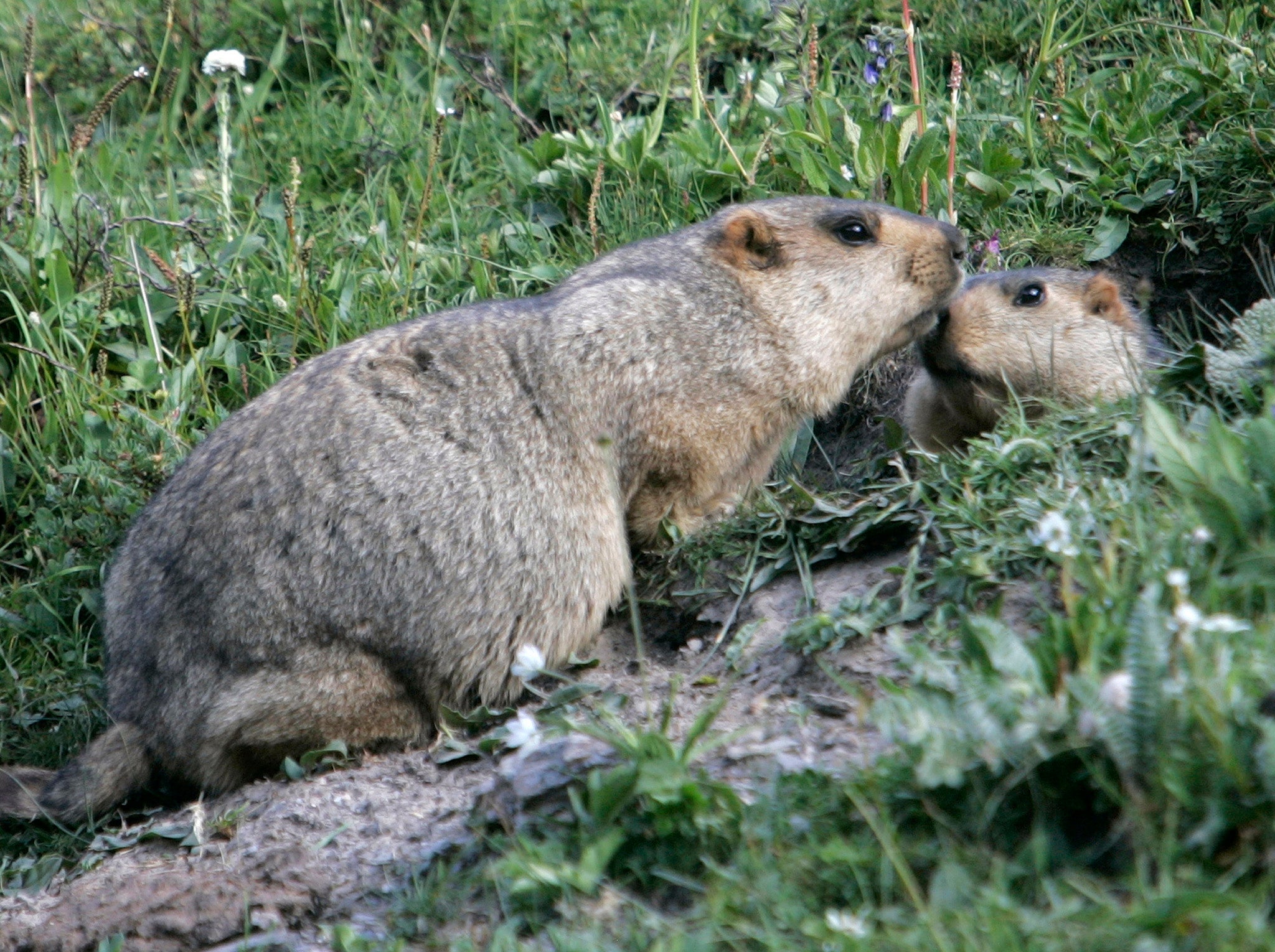 Marmots are known to be susceptible to Bubonic plague and hunting them in Siberia is banned as a result
