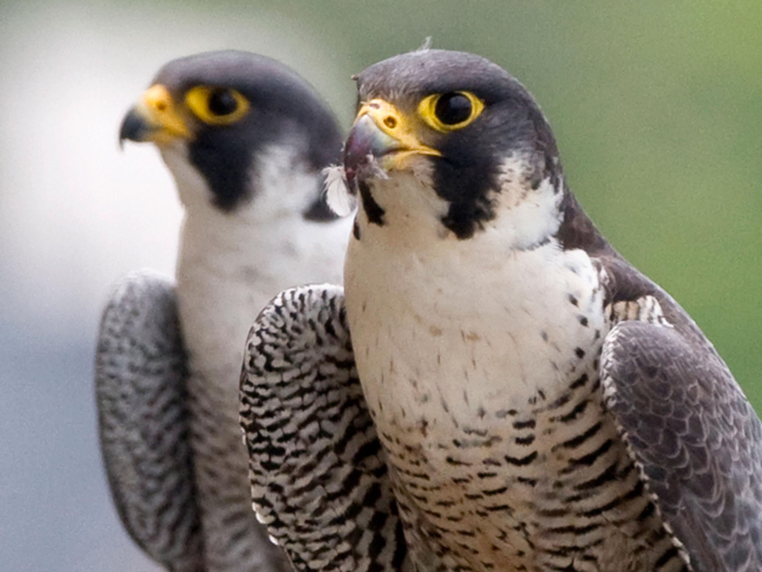 A new study suggests that peregrine falcons could be champions of true love