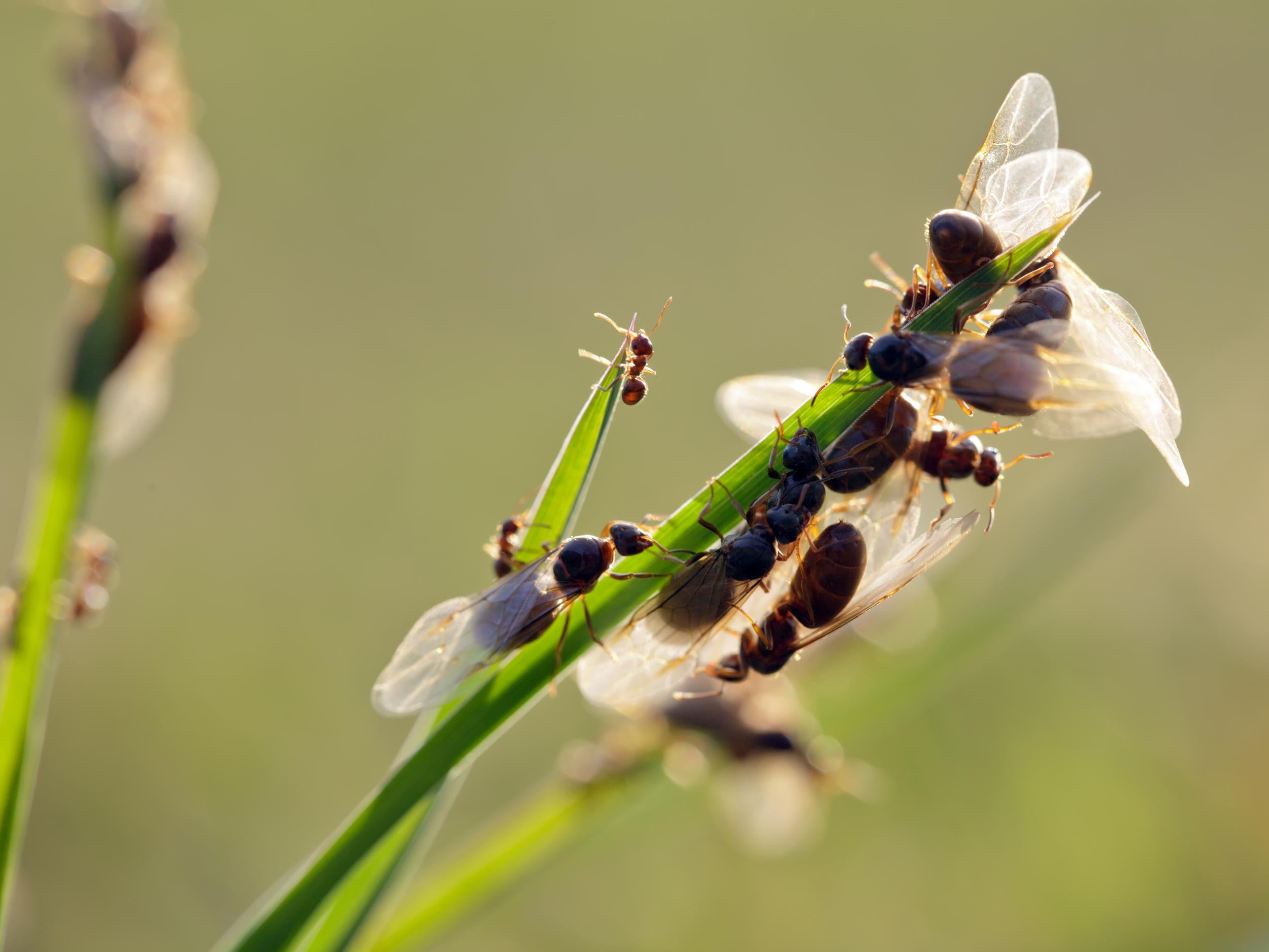 The end of July and beginning of August are peak time for flying ants