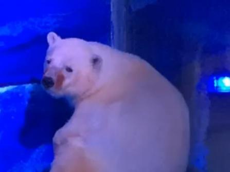 Video shows 'sad' polar bear in Grandview Aquarium enclosure (Animals Asia)