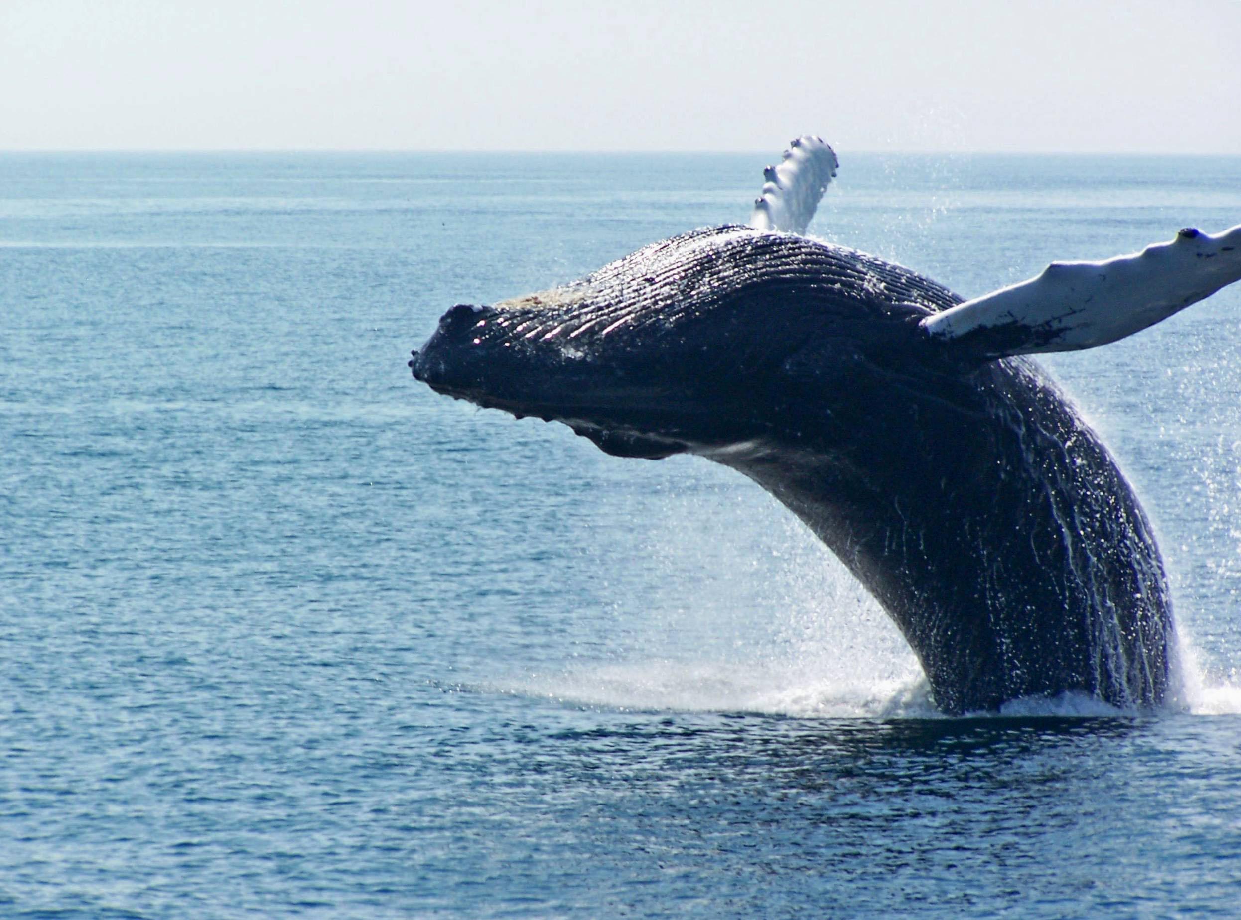 The whale population swells in summer