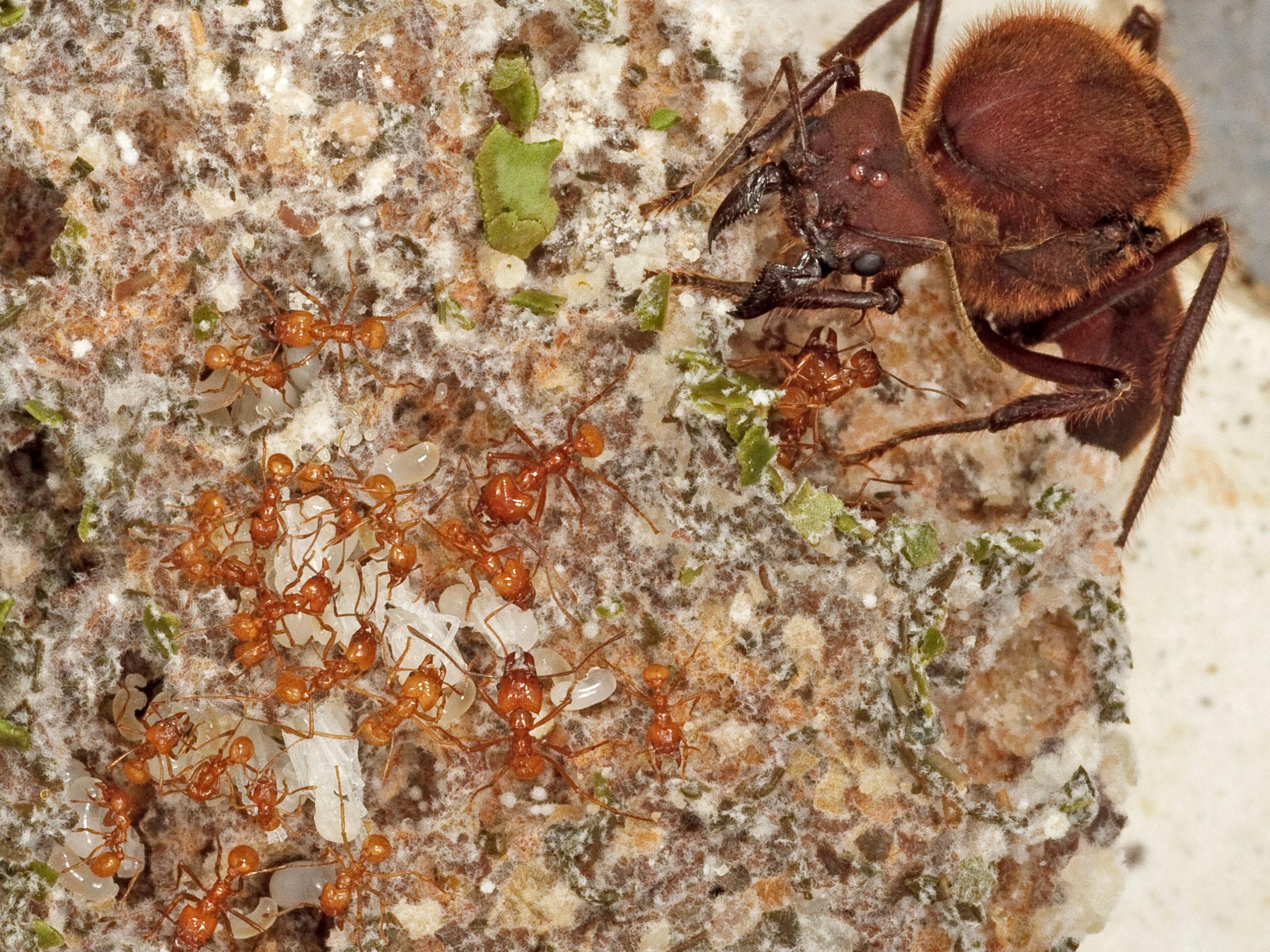 Tiny nurse ants tend to white ant larvae as the massive queen of a fungus-farming colony looks on