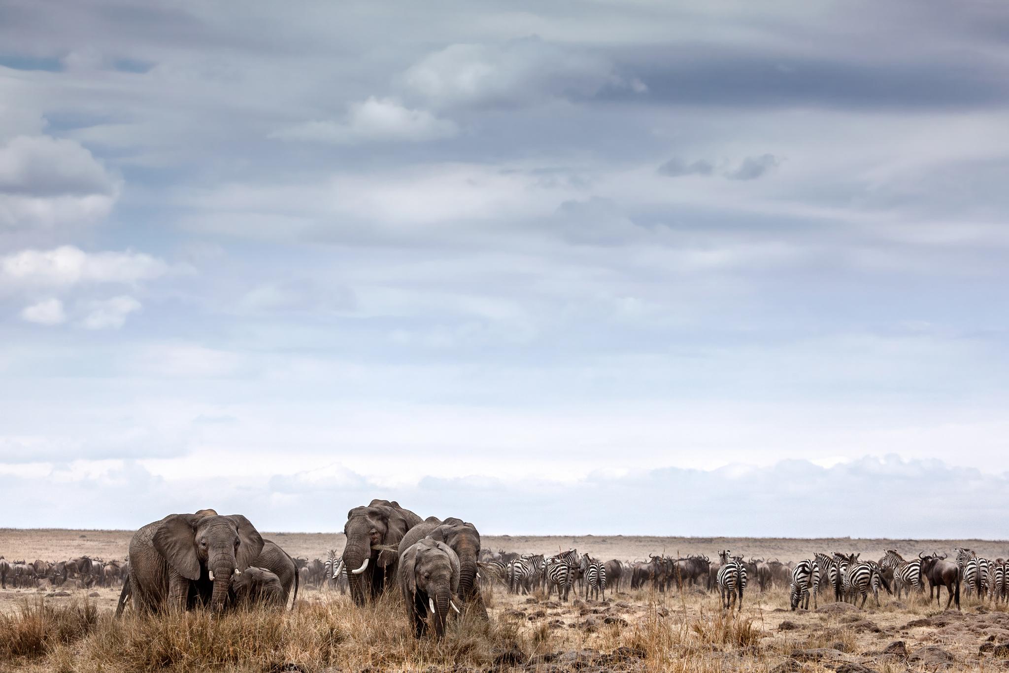 Elephants and zebras in Chobe National Park, Botswana