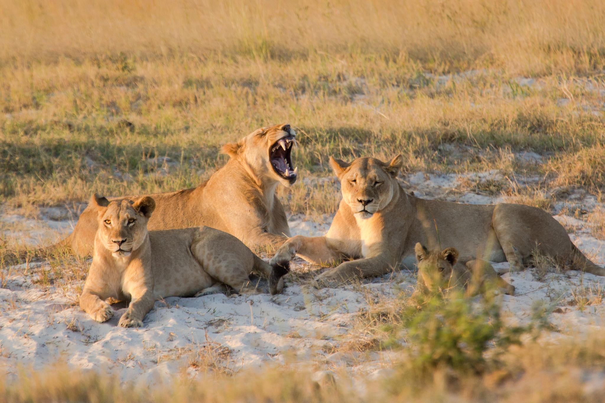 Basking lions