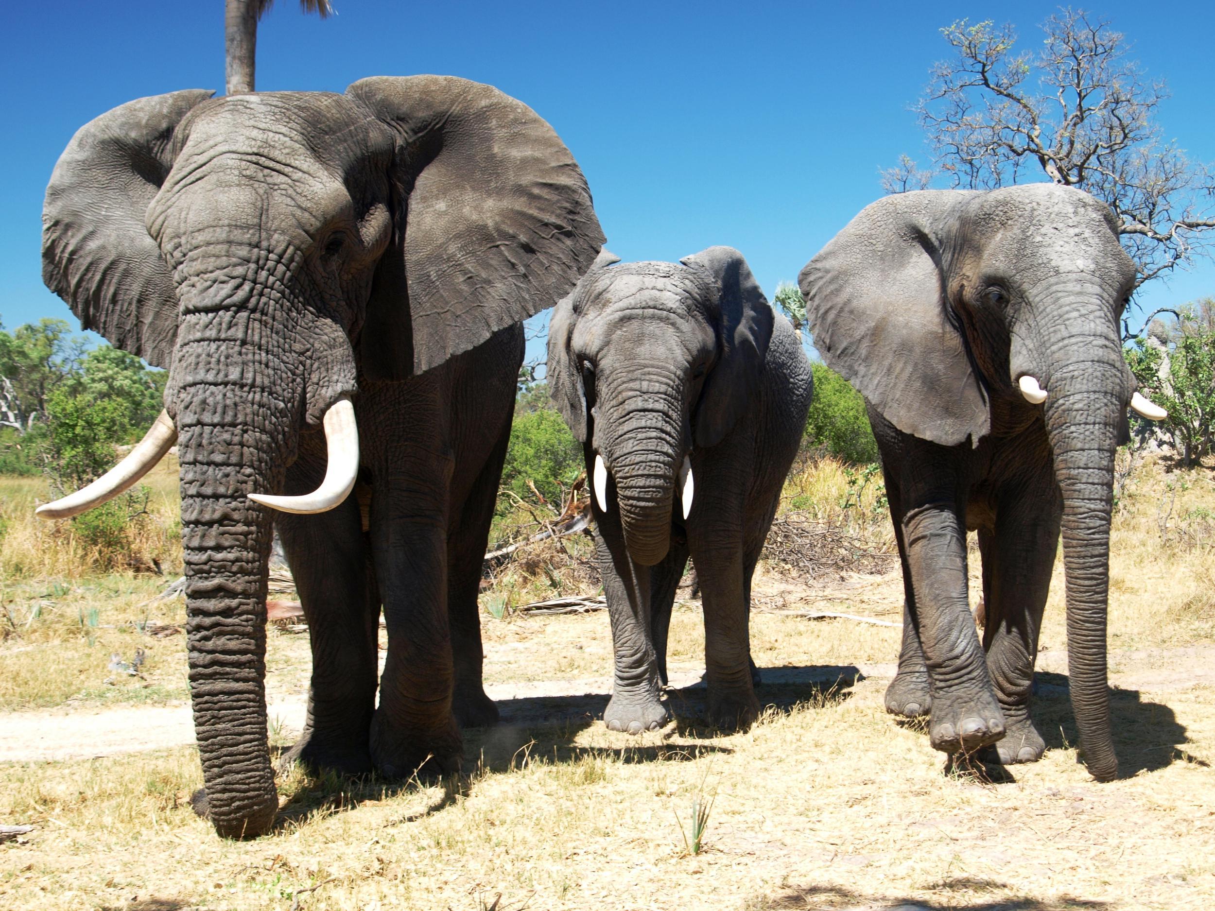 The resident elephants at Stanley's Camp