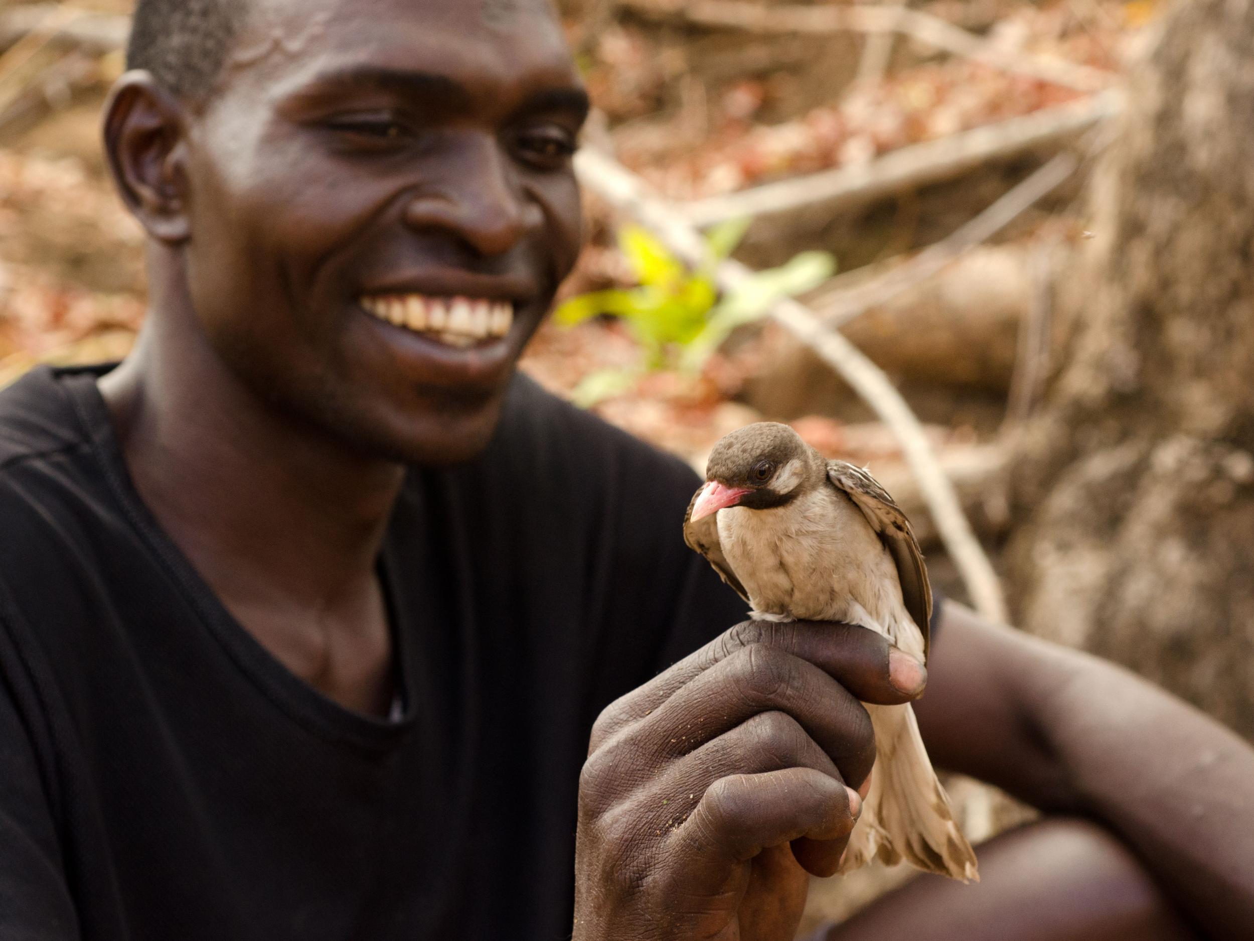 Honey-hunter Orlando Yassene with a greater honeyguide in Mozambique's Niassa National Reserve