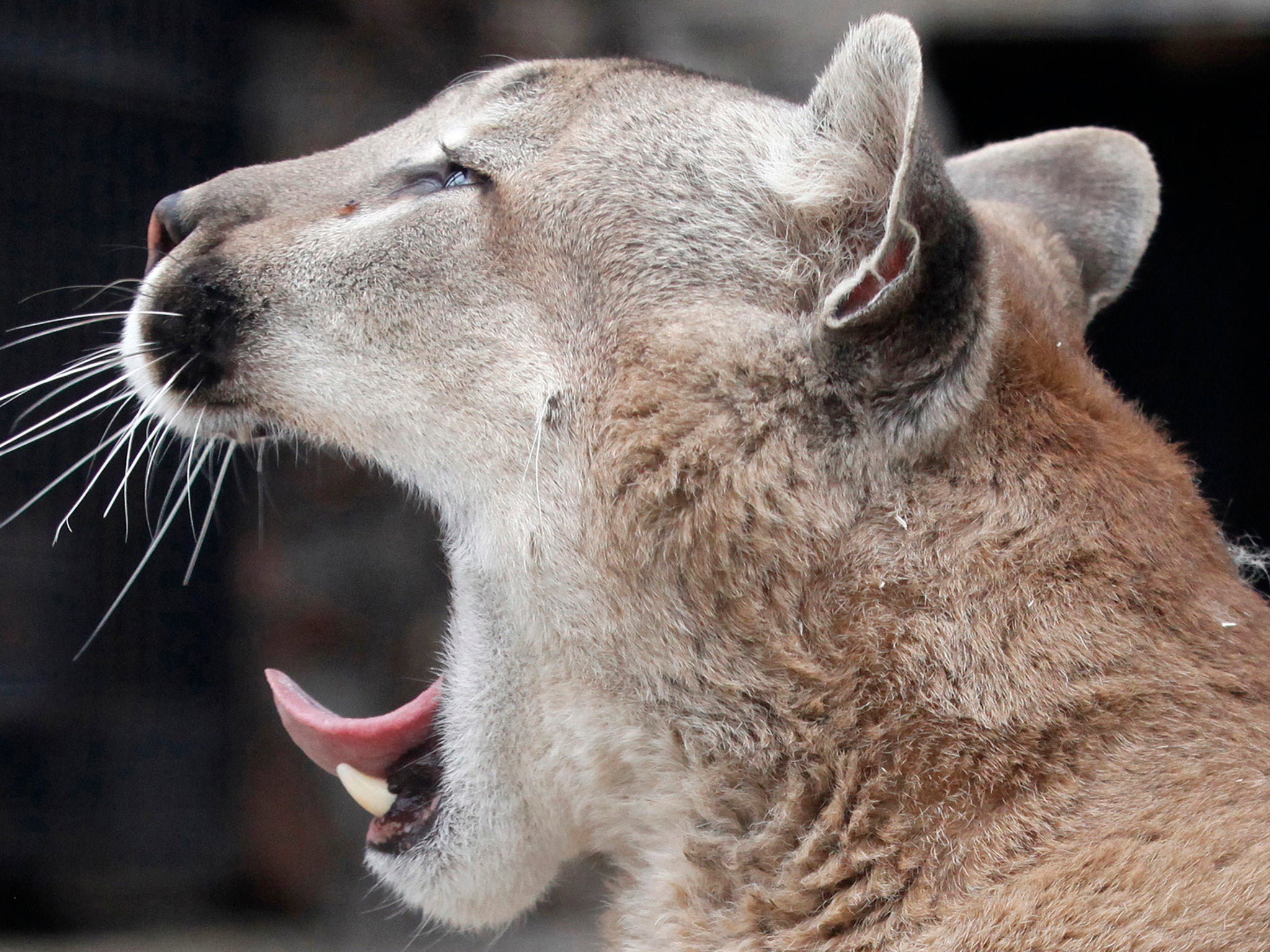 'There is a whole industry for big cat sightings and they all have the same blurry filter on their camera', said zoo owner Benjamin Mee