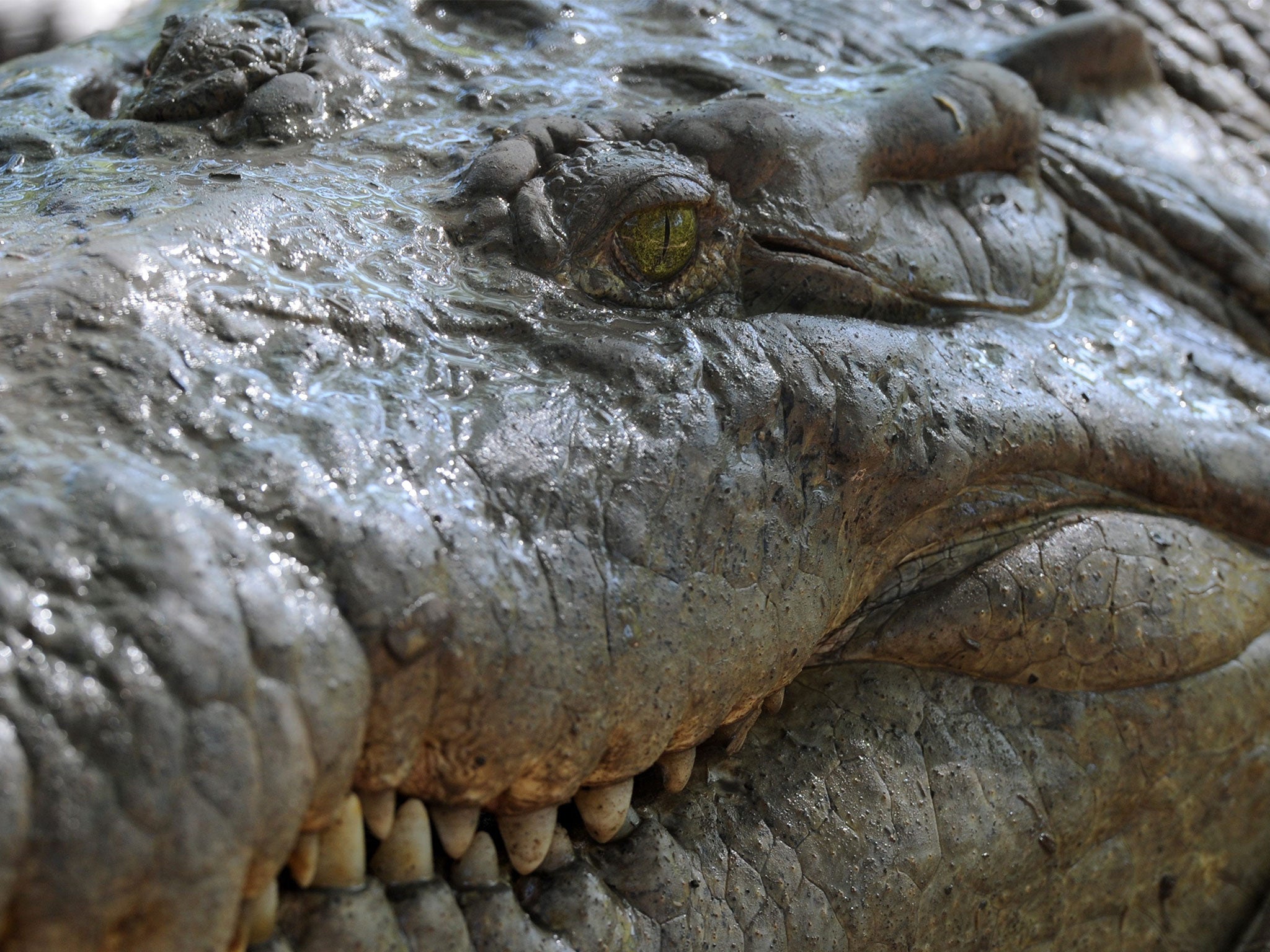 A number of surfers have been victims of crocodile attacks in Costa Rica over the past few years