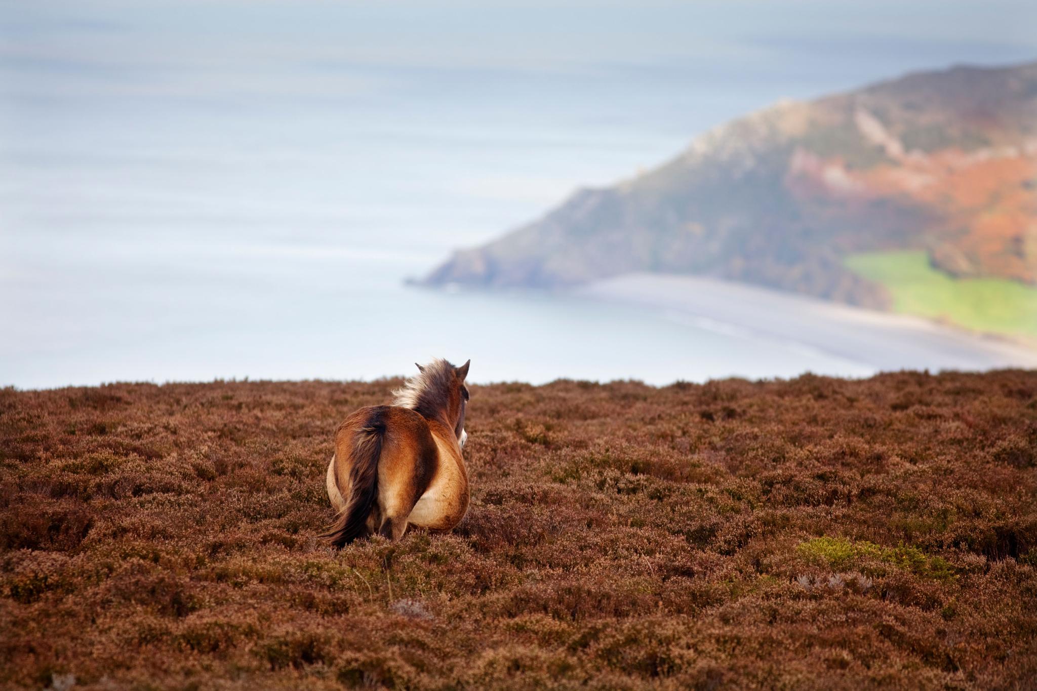 A wild pony on Exmoor