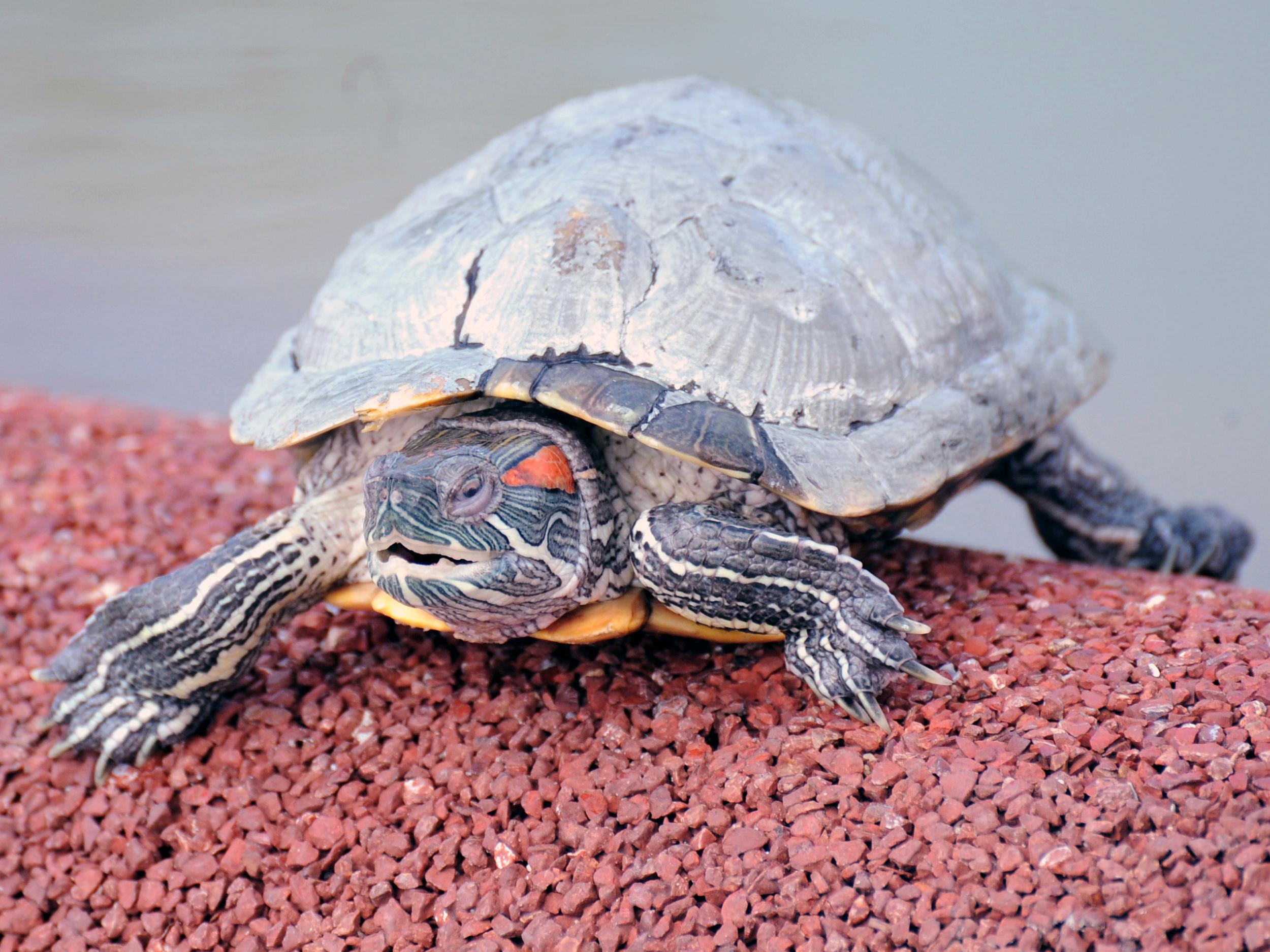 A common snapping turtle