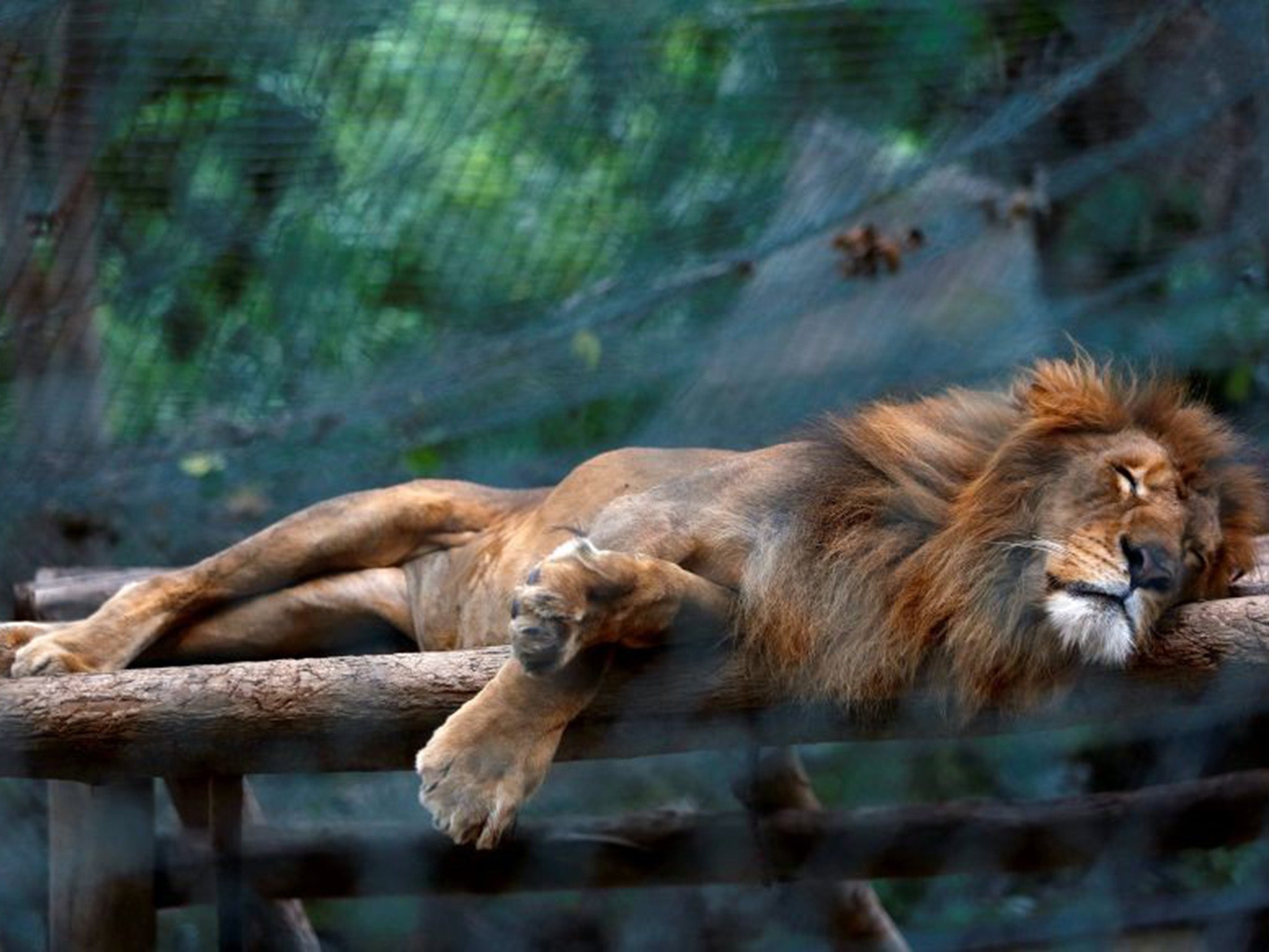 A lion sleeping inside its cage at Caricuao Zoo in Caracas. Zoo staff are reportedly feeding the animals with mangoes and pumpkin to make up for the lack of meat (Reuters)