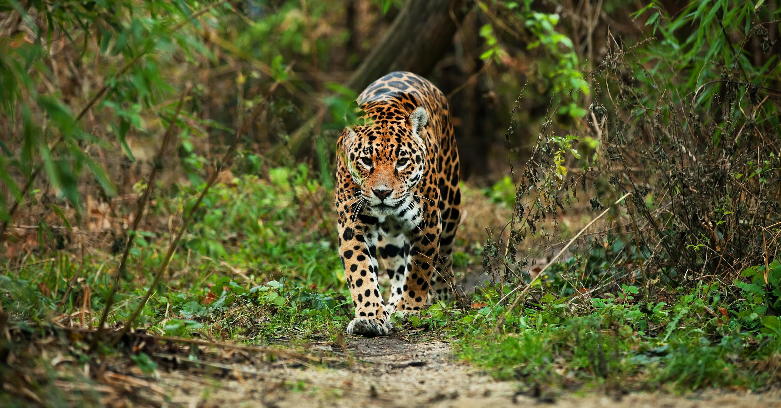 Look away now! Your chances of seeing a jaguar have improved considerably thanks to conservation