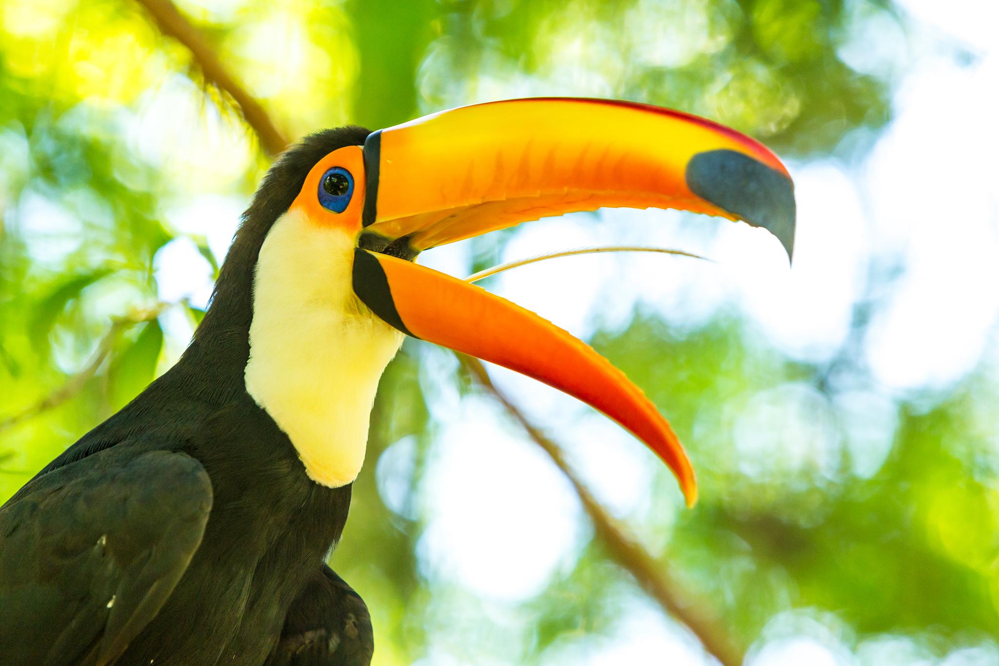 Iguacu's bird population includes toucans