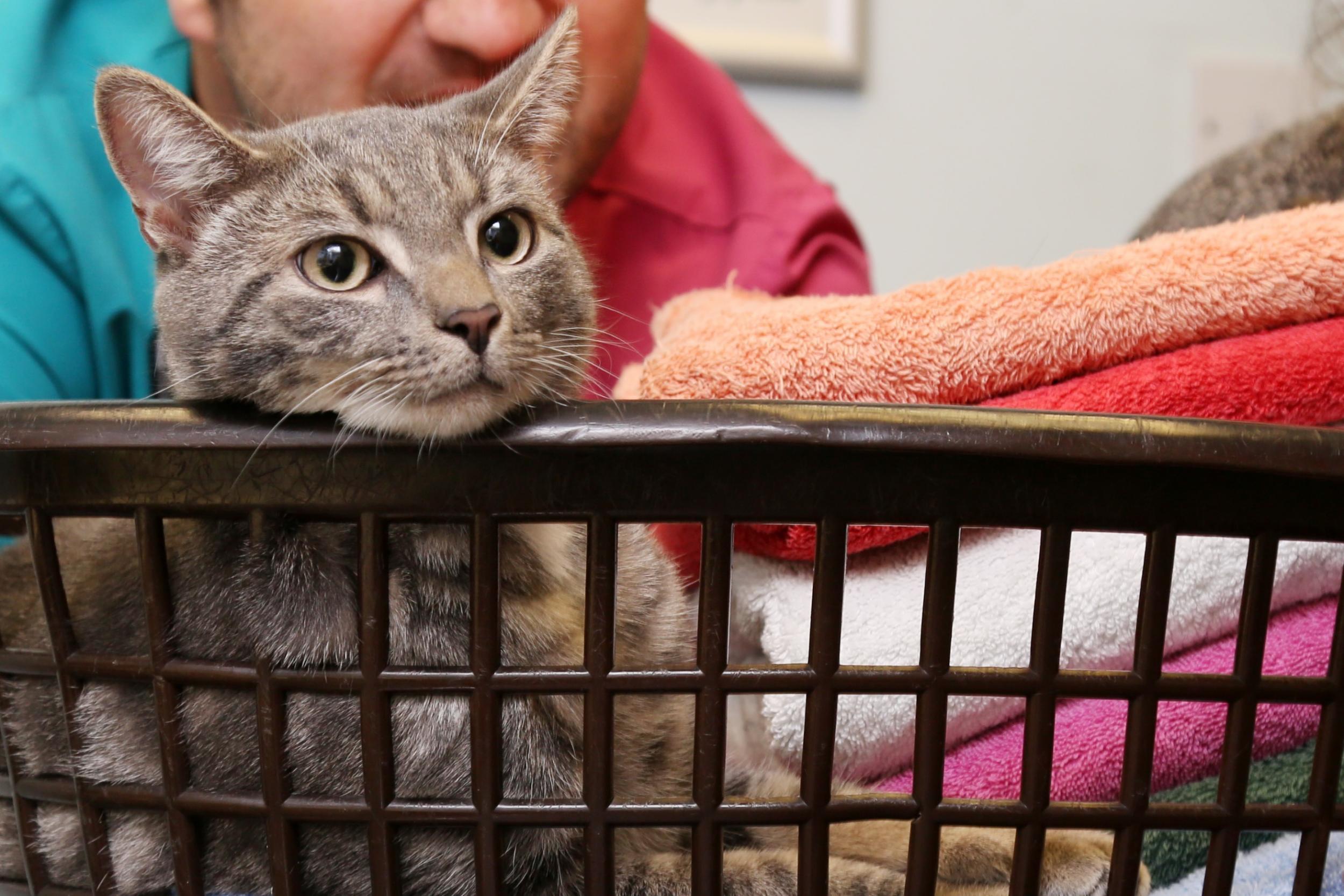 Bengal crossbreed Bobby was trapped in a washing machine when his owner put it on a 60°C cycle