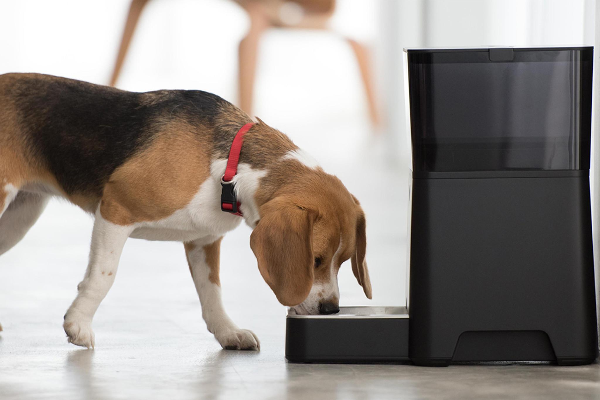 A lucky dog with a functioning PetNet smart feeder