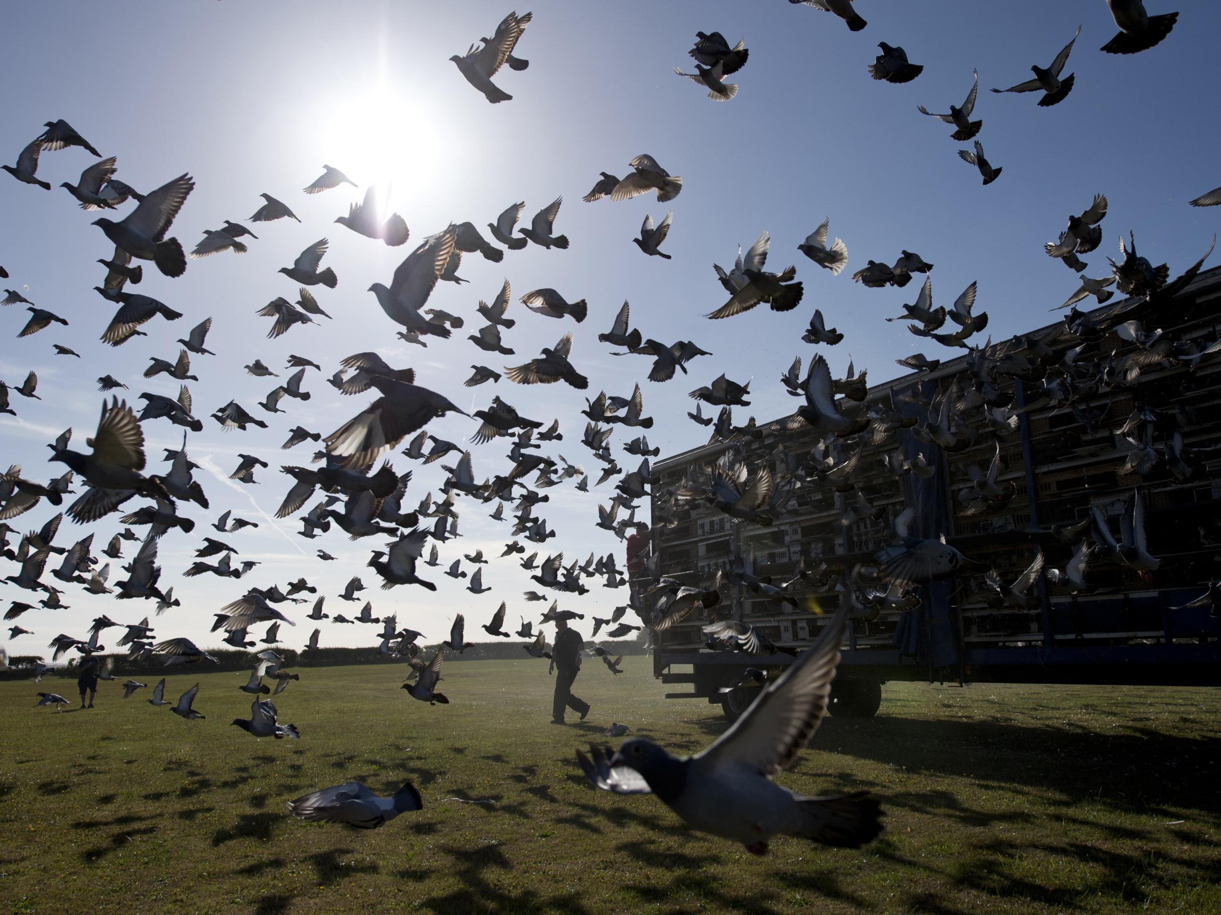 The event is considered the equivalent of the Grand National in pigeon racing