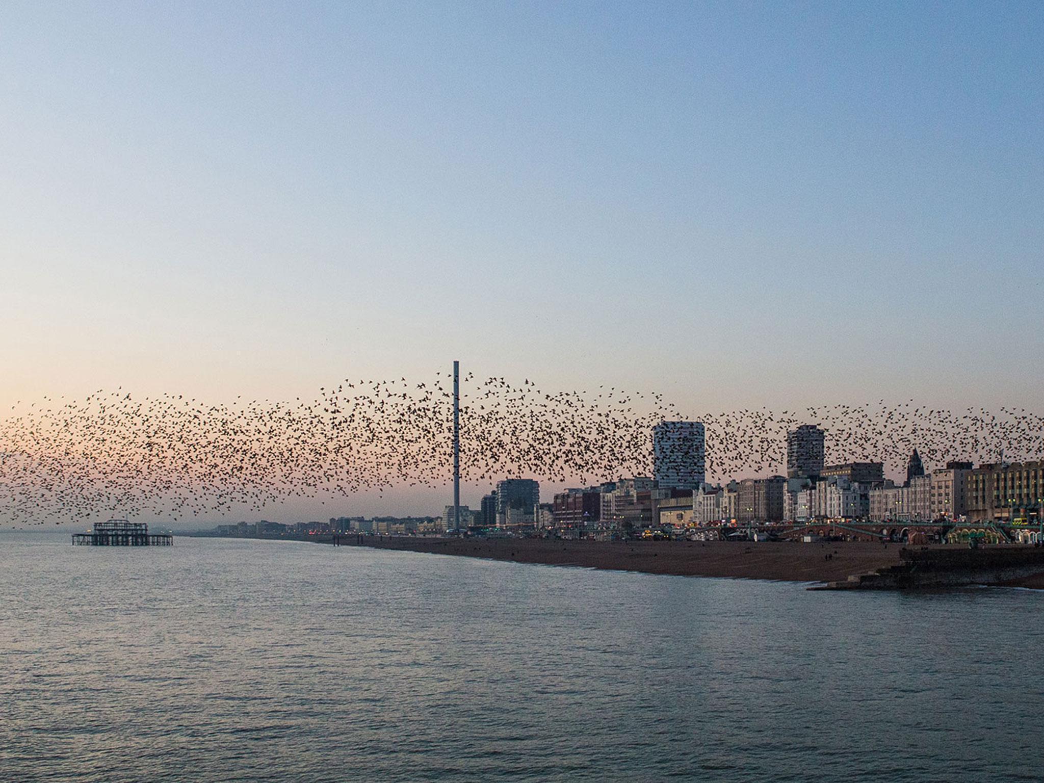 Starlings circle the i360 tower and the wreck of the West Pier on Brighton seafront