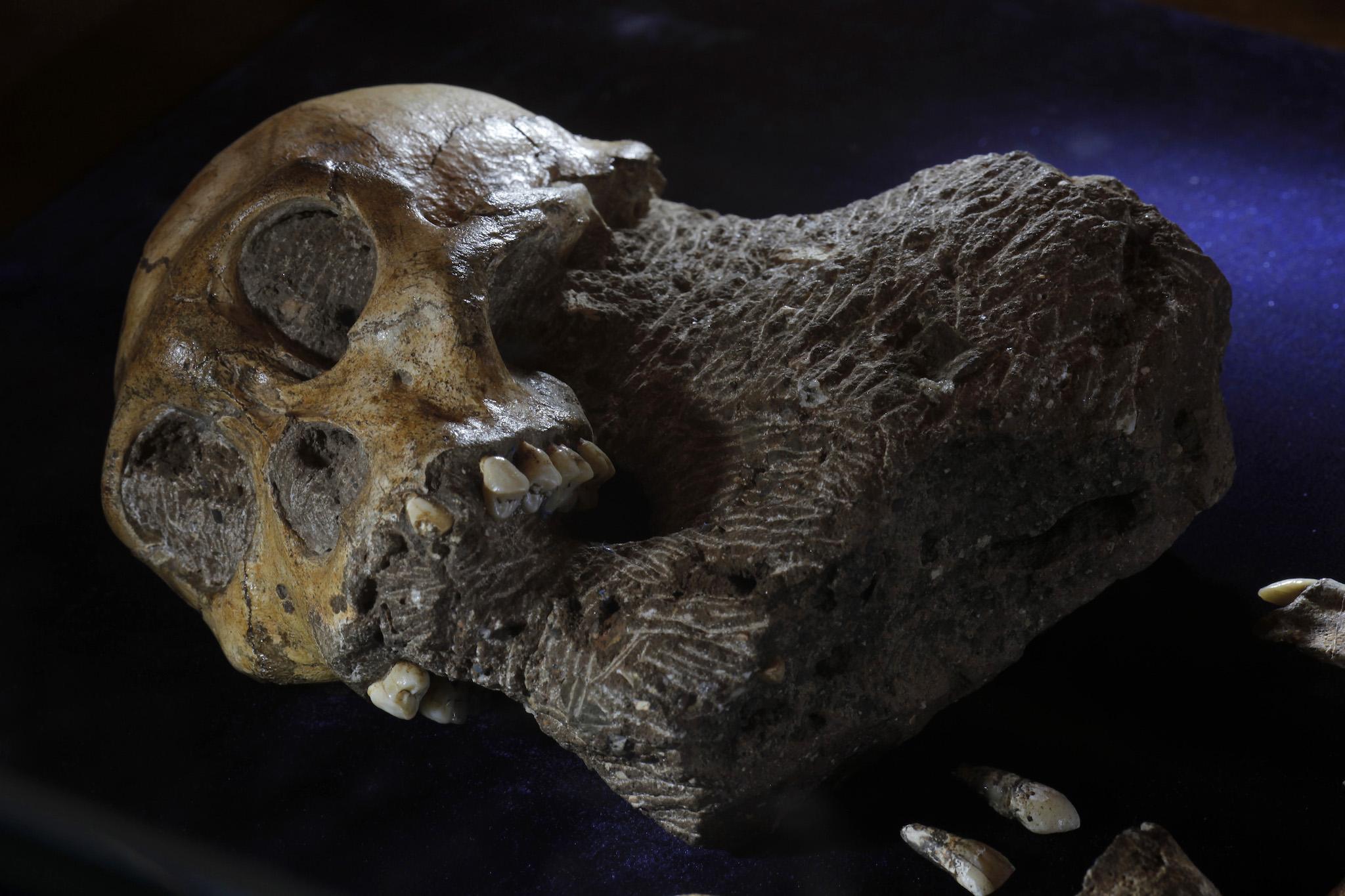 The skeleton of an australopithecine boy – from the same sits on display at the Iziko South African Museum in Cape Town, April 24, 2010