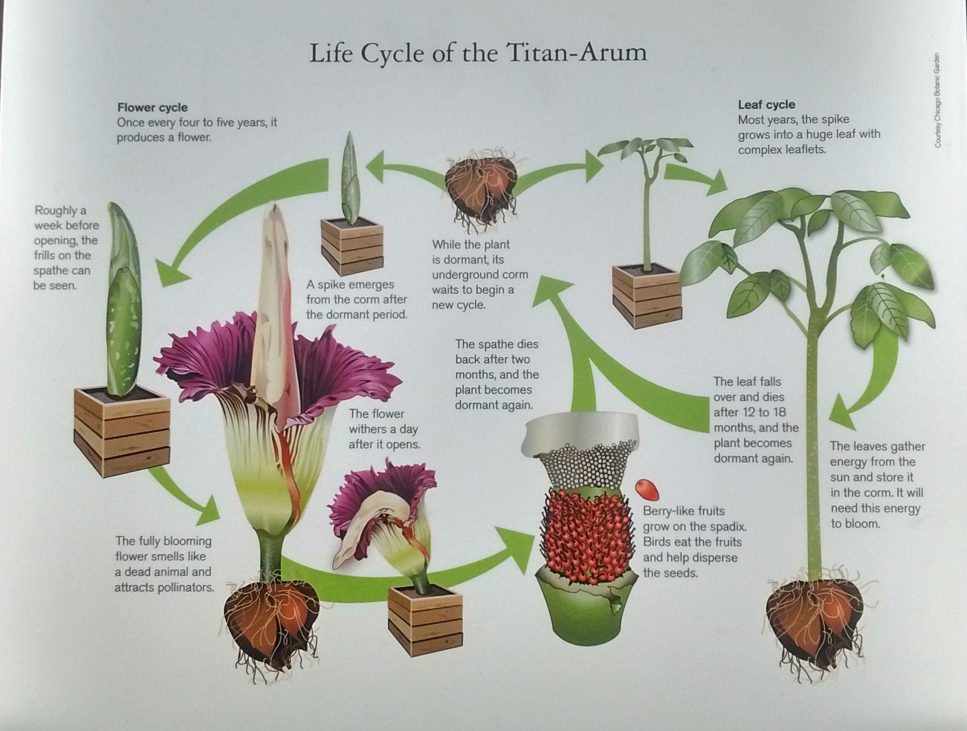 &#13;
Lifecycle of the Corpse Flower &#13;