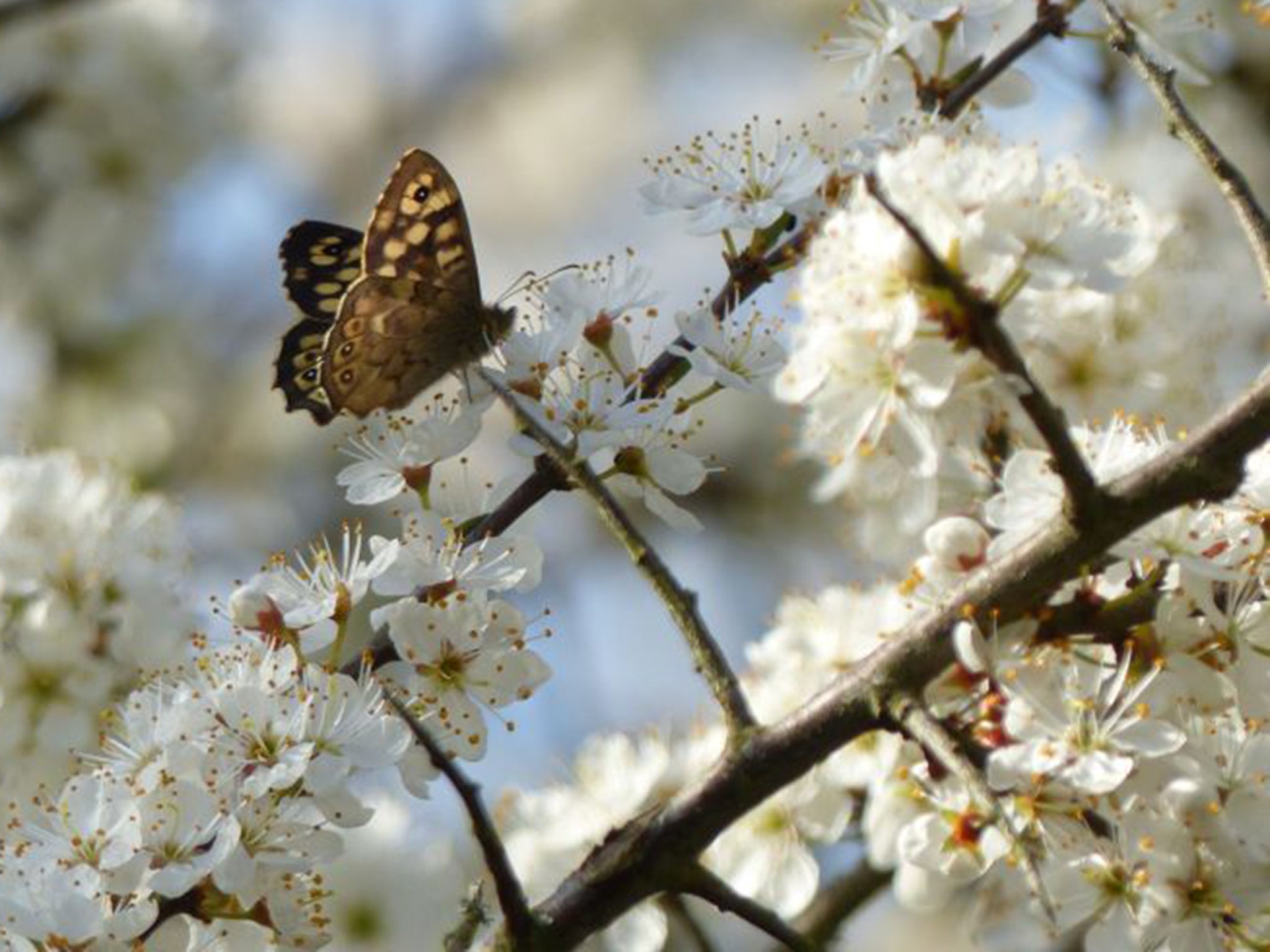 A speckled wood butterfly – scientists are keen to understand why it is thriving at a time when most other butterfly species are declining