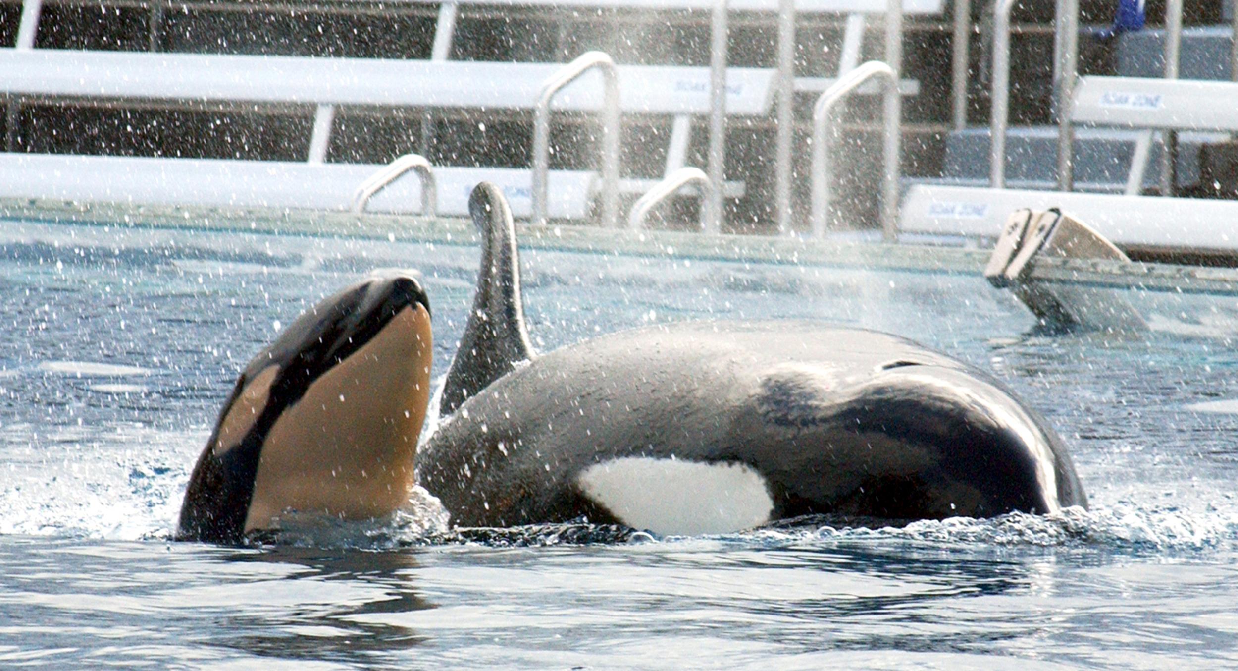 SeaWorld said dwindling numbers showed it had to change