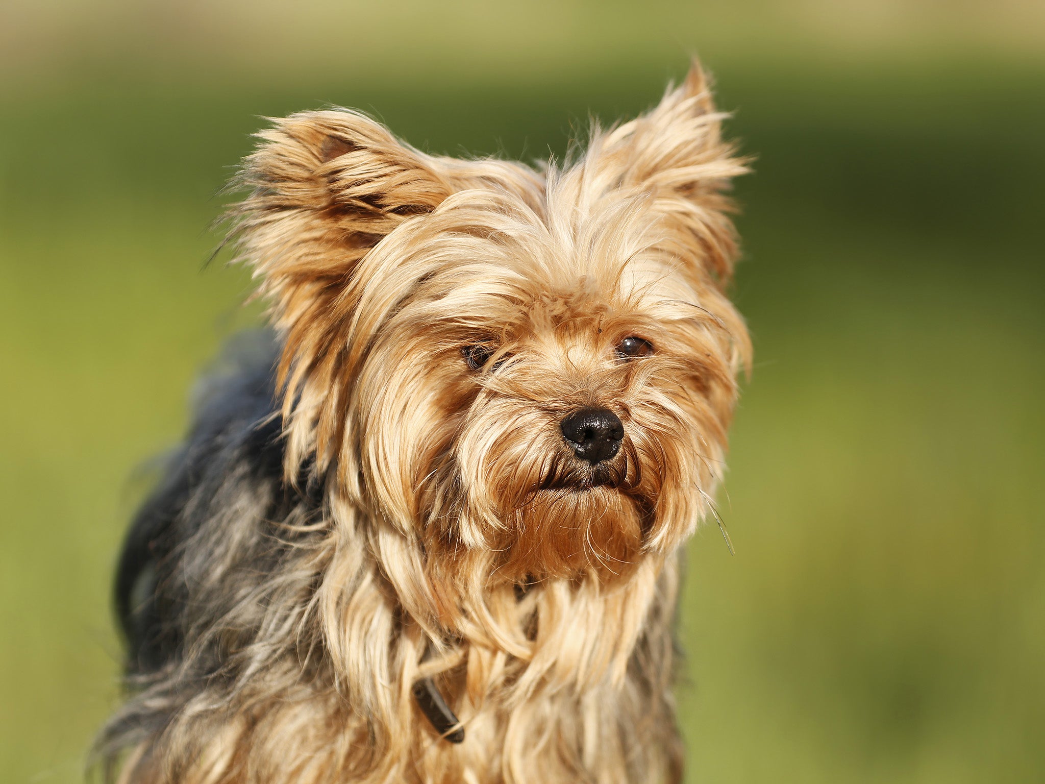 The 25-year-old Yorkshire Terrier was mauled by the black Lakeland terrier in a Hartlepool park