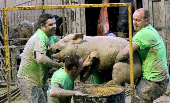 Teams compete to grab the pig and put it in the barrel