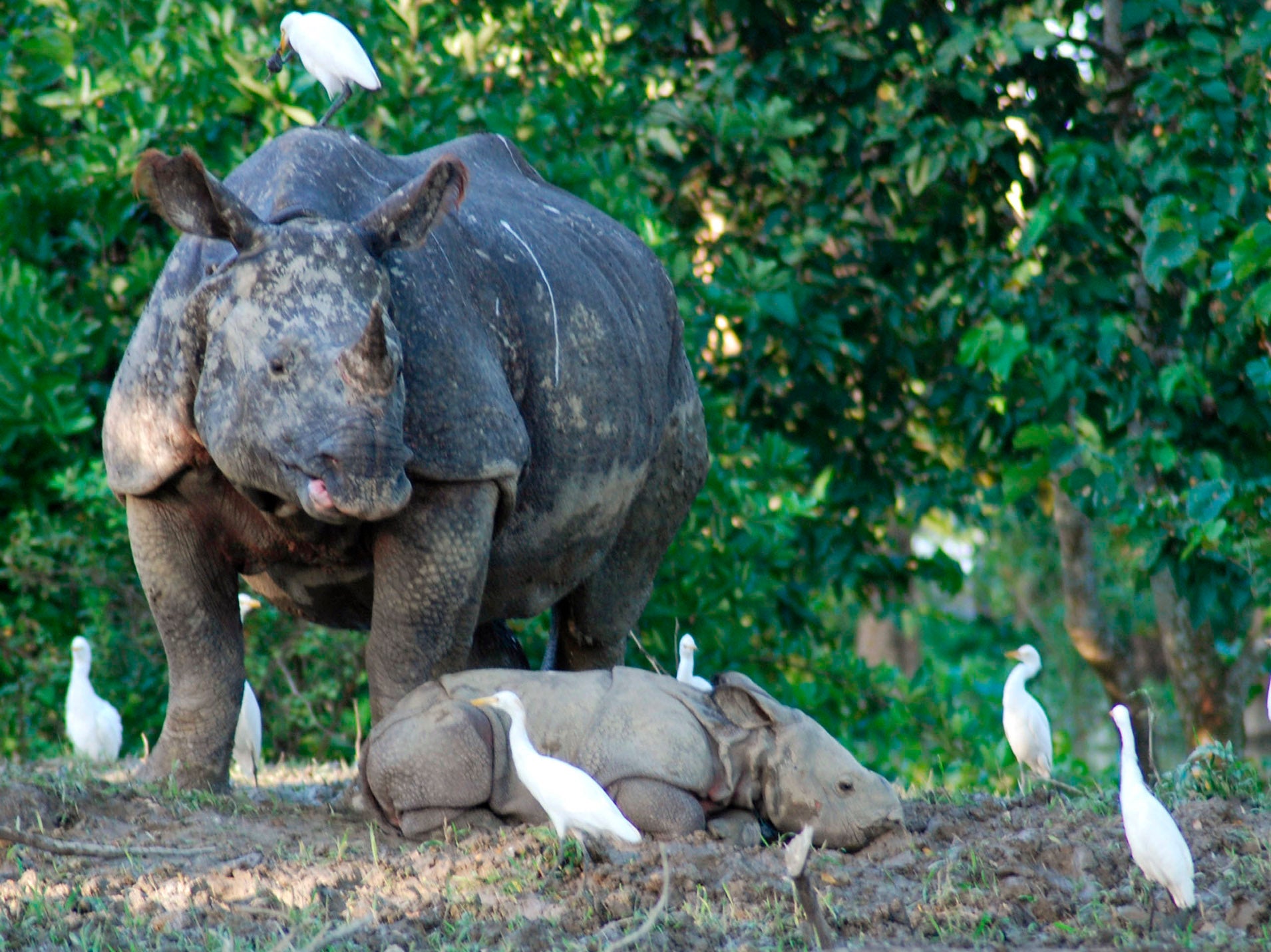 The Kaziranga National Park is the world’s largest habitat for the rhino, containing 70 per cent of the species’ global population