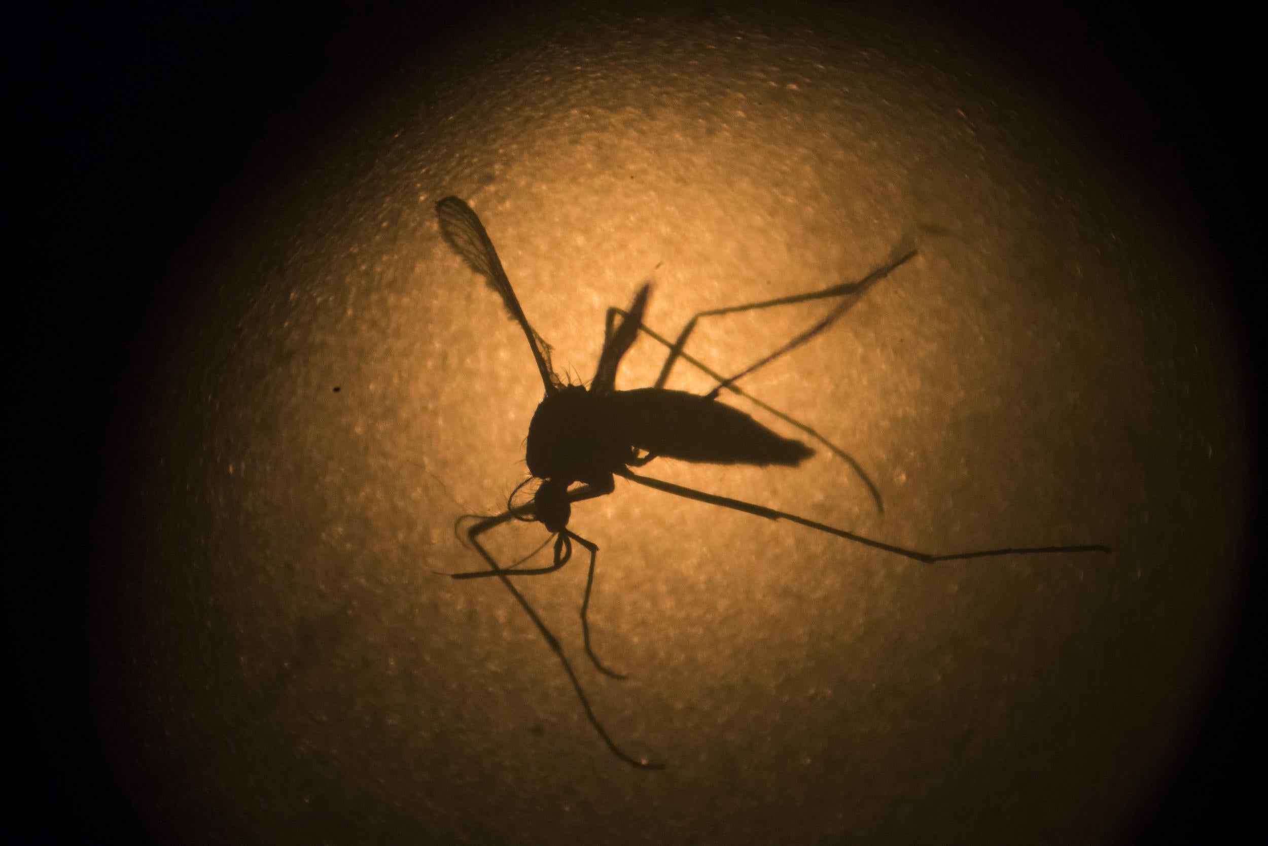 An Aedes aegypti mosquito, the species which carries the Zika virus