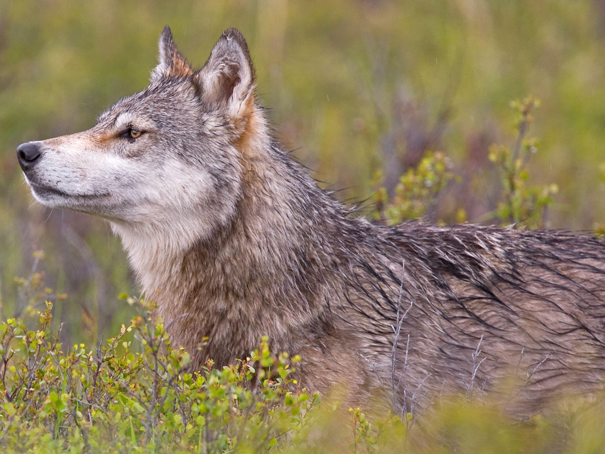 Denali National Park and Preserve