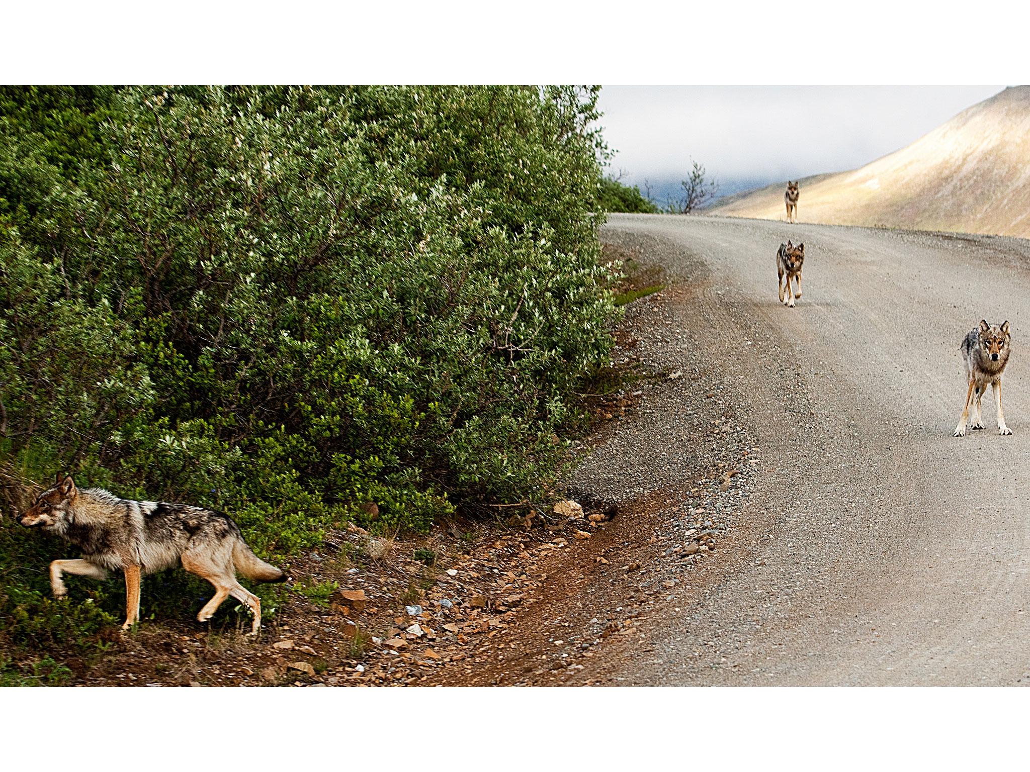 A pack of wolves spotted at the Denali National Park