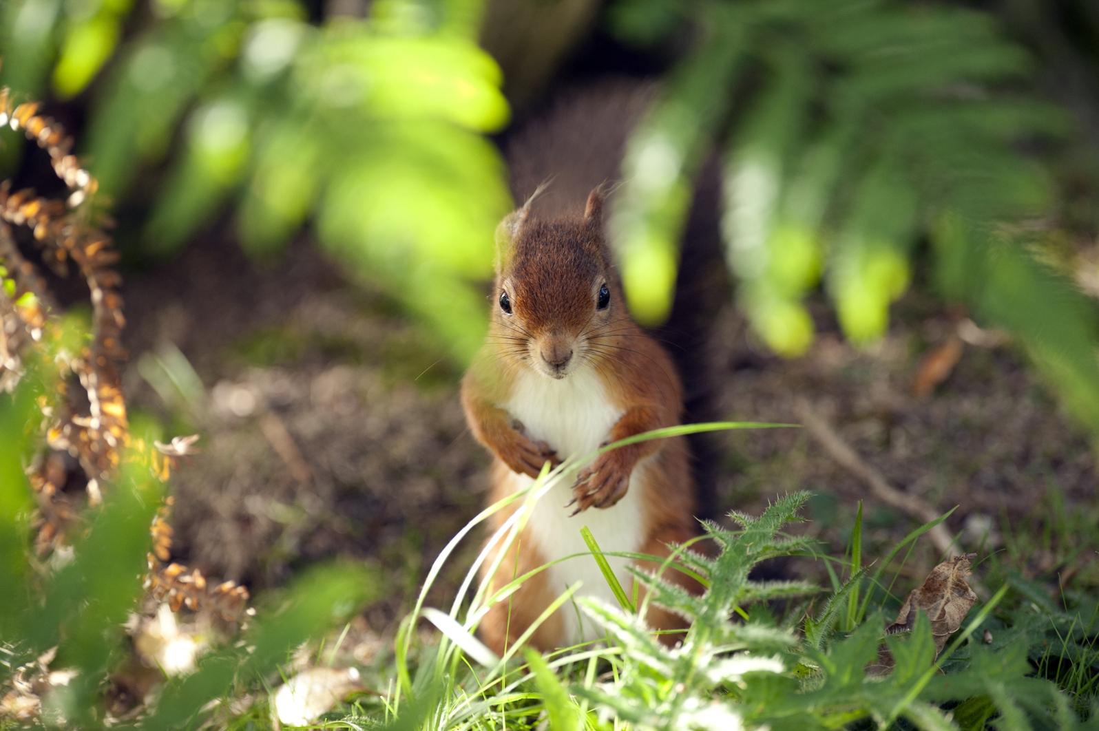 The island is home to rare red squirrels