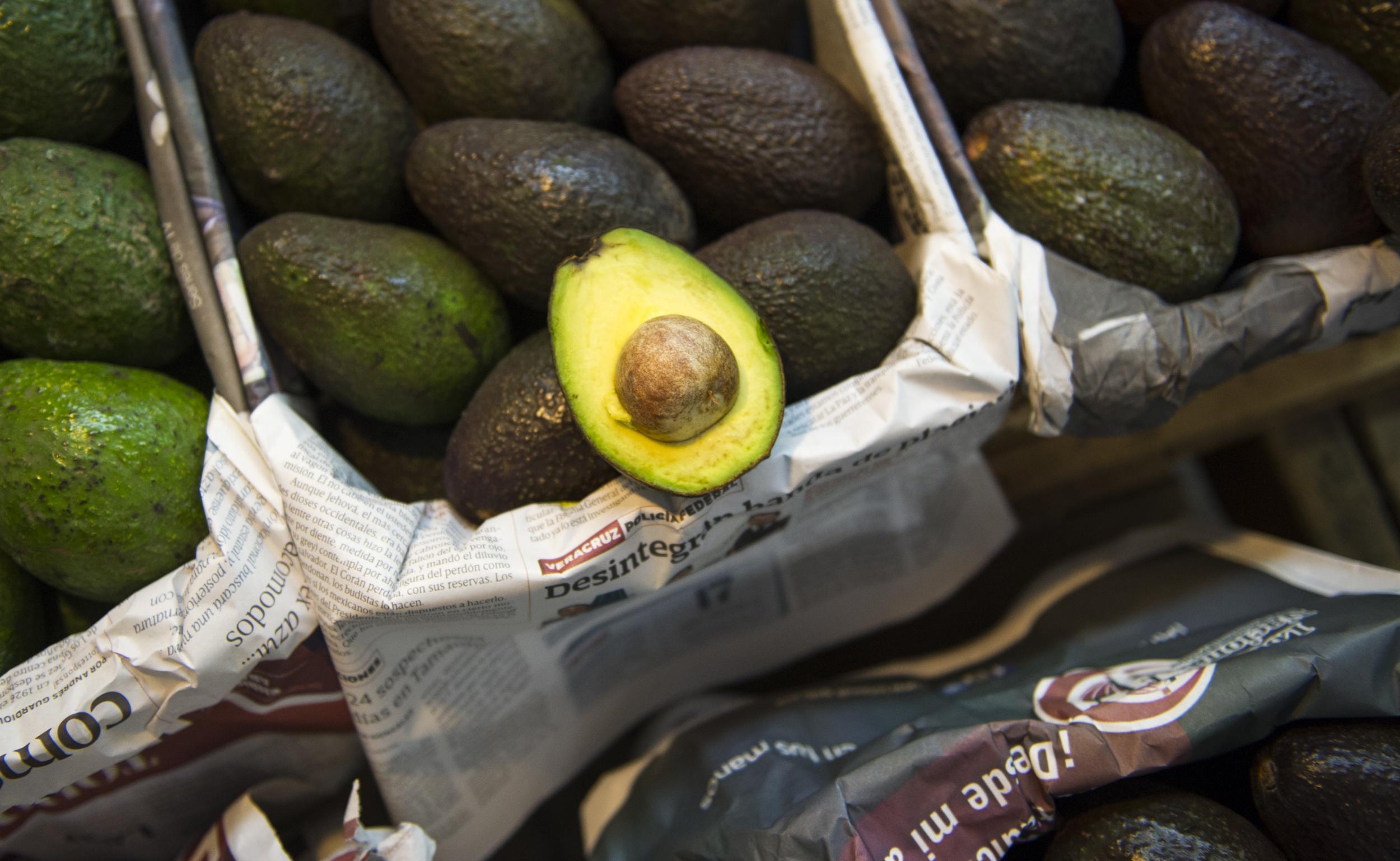 Farmers fight a game of cat-and-mouse with authorities, thinning the forests and planting young avocado trees