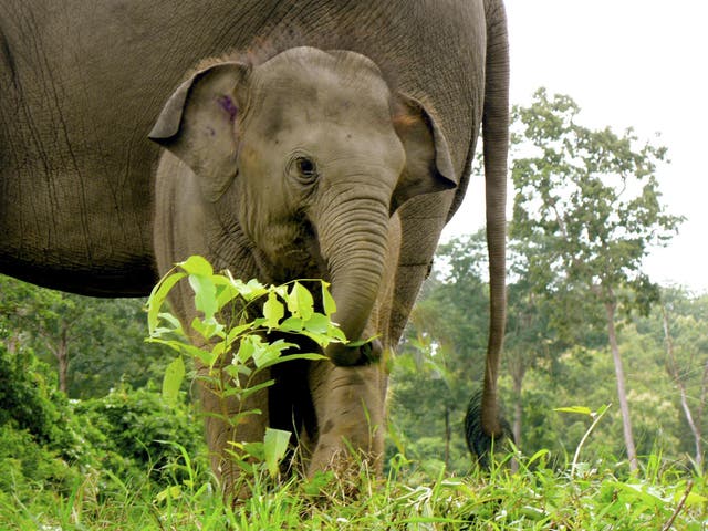 Elephants need to be 'broken' in order to be ridden, which often involves beatings and having their movement restricted