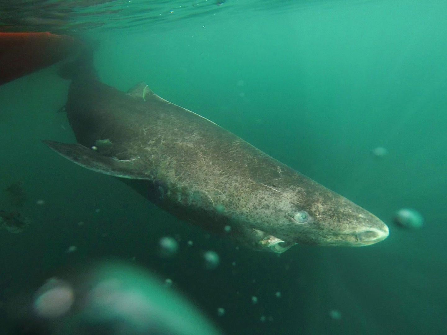 A Greenland shark slowly swims away from a zodiac in Uummannaq Fjord, northwestern Greenland