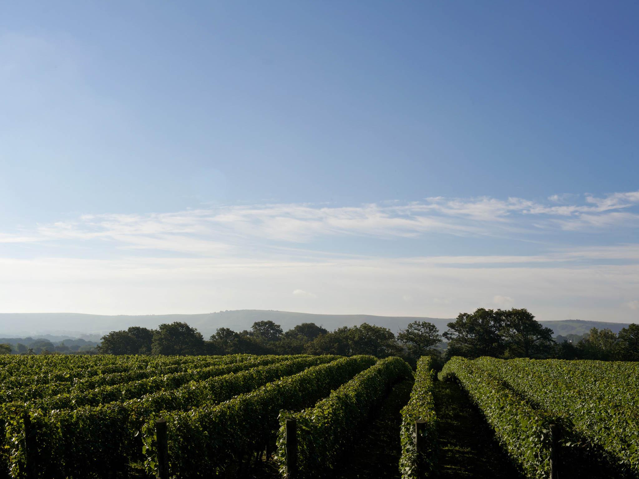 The chardonnay vineyard at Ridgeview