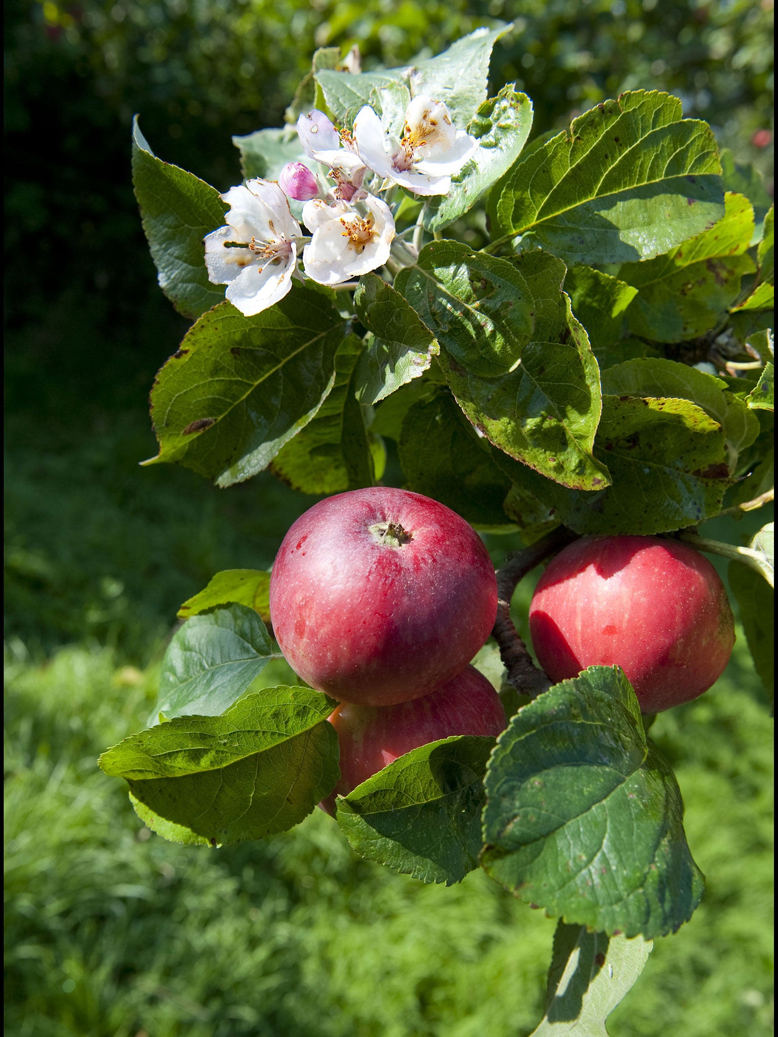 The fruit has inspired many generations of artists and thinkers