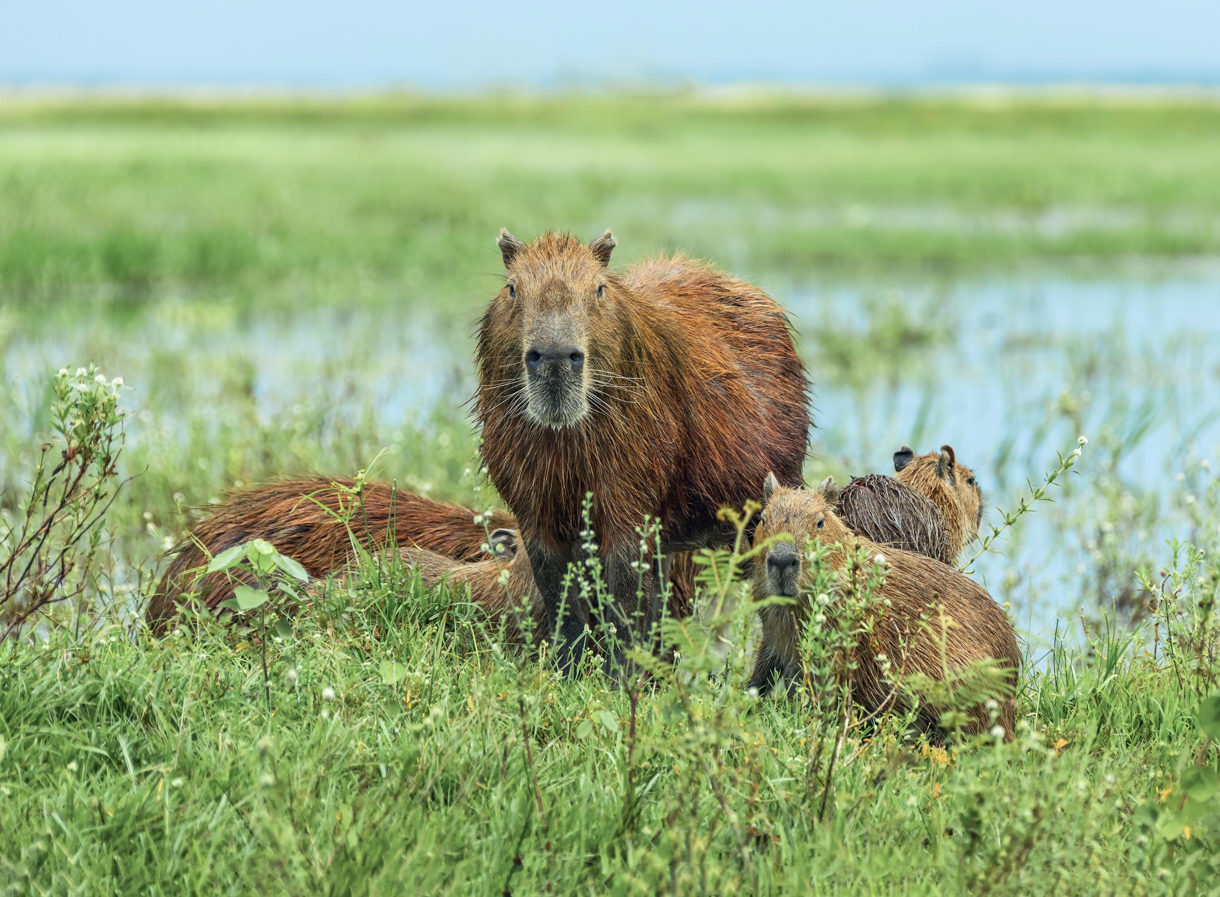 Sightings of families of capybaras - the world's largest rodent - are all but guaranteed in the Pantanal