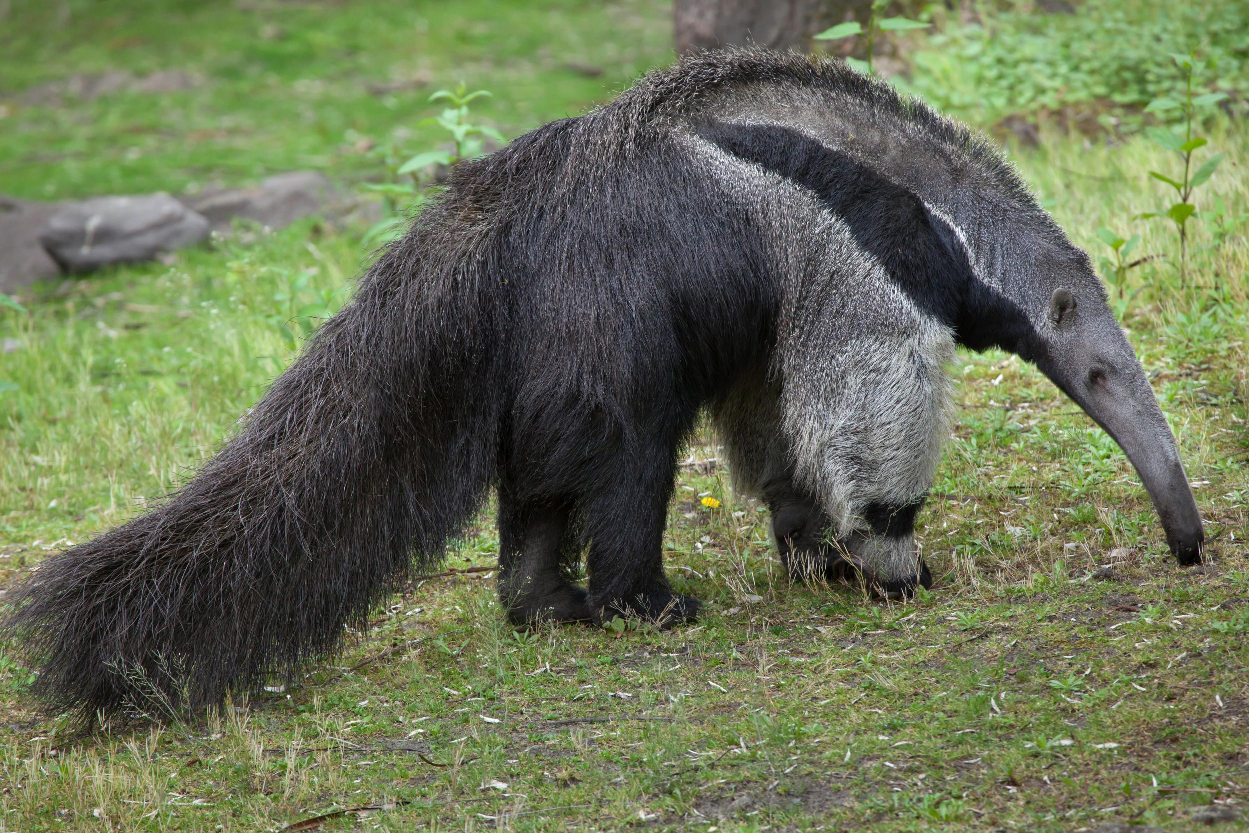 Brazil's Amazon rainforest is home to various weird and wonderful creatures, including the giant anteater