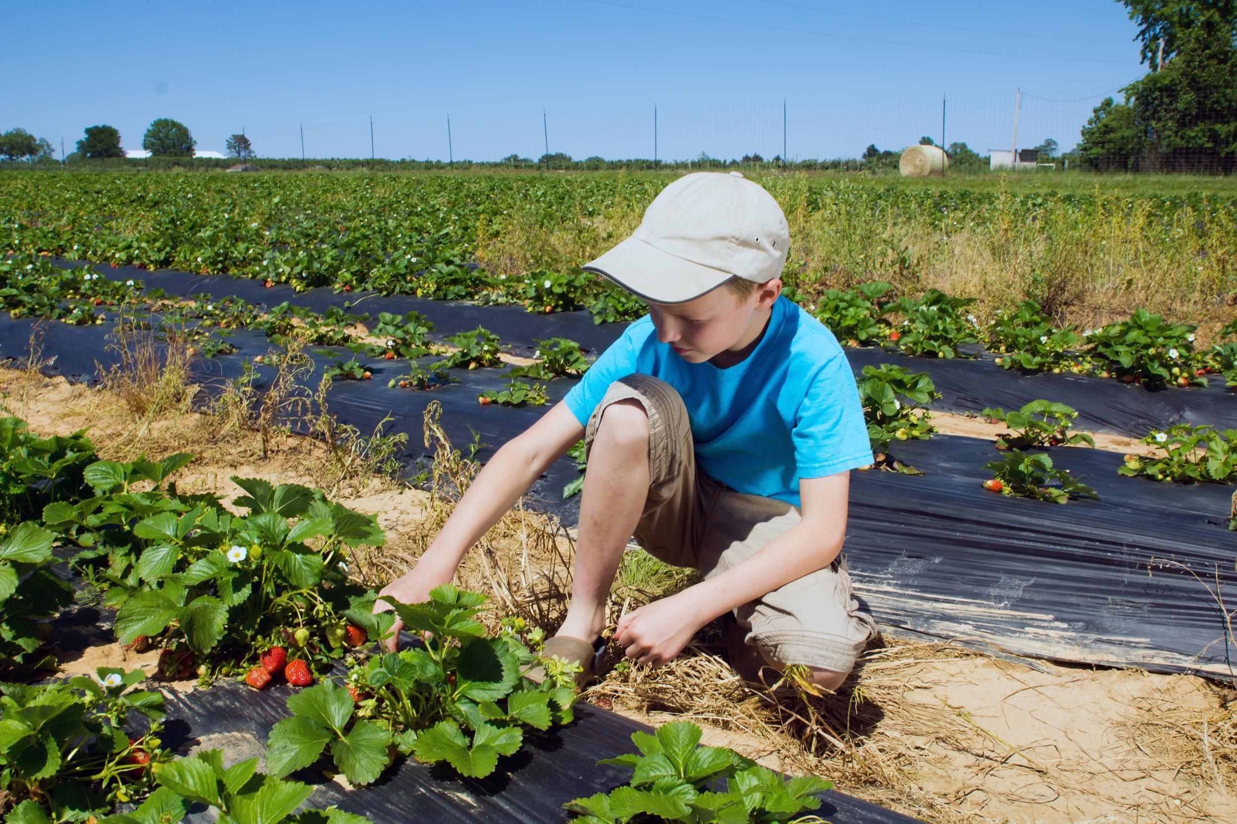 If wild foraging isn't for you, head to a pick-your-own farm