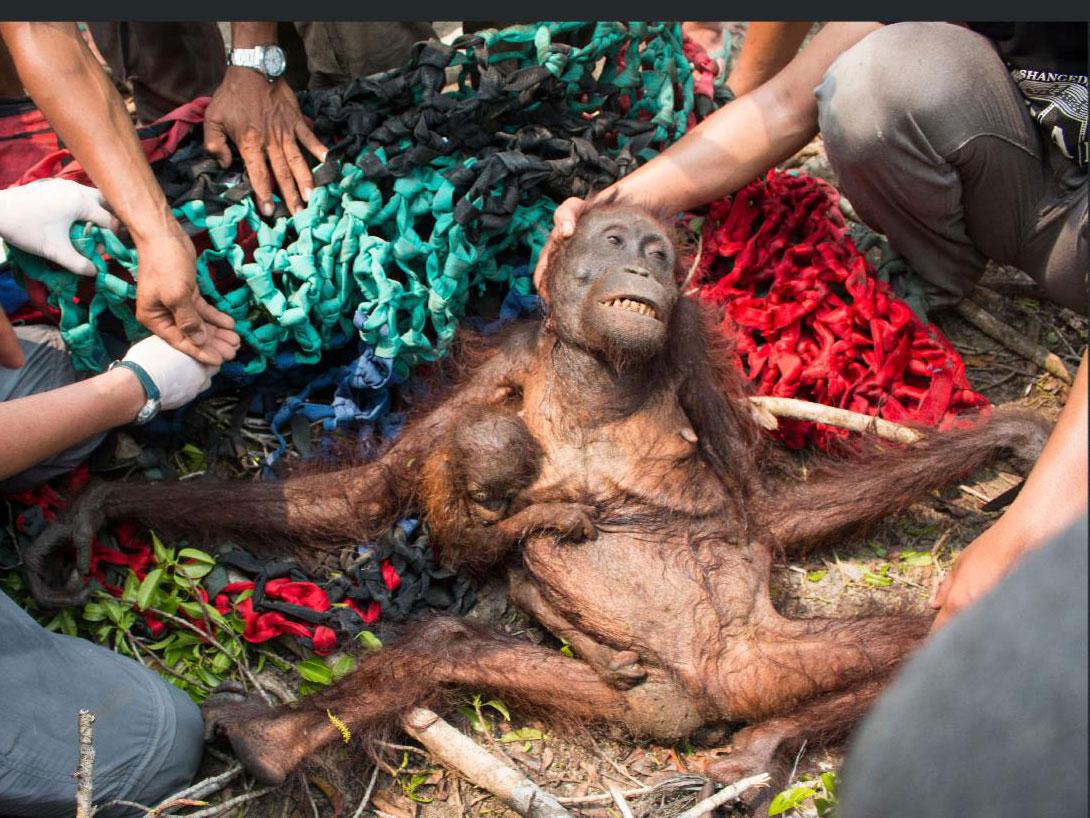 An emaciated orangutan and her child – named Mama Anti and Baby Anti – are rescued by volunteers