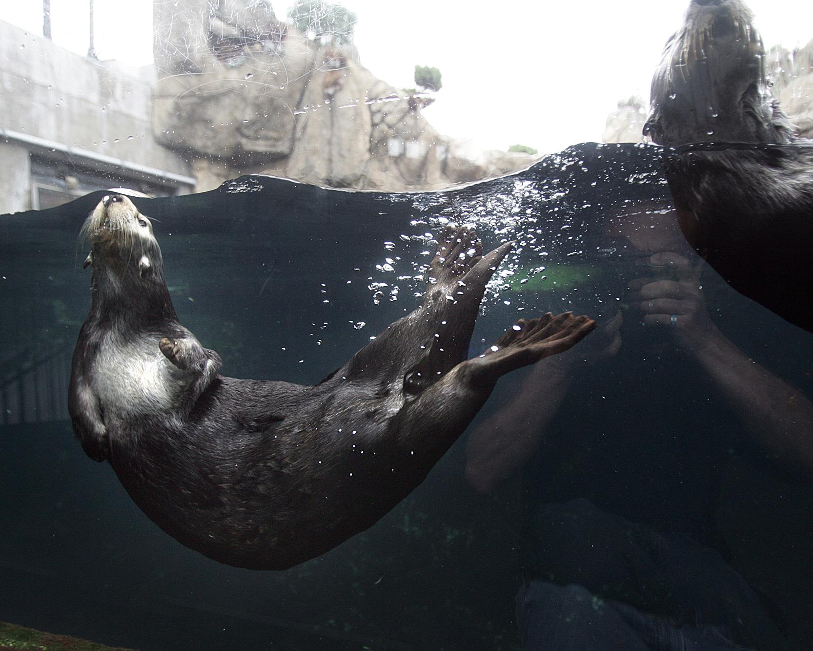 Otters rarely attack humans, but can be territorial