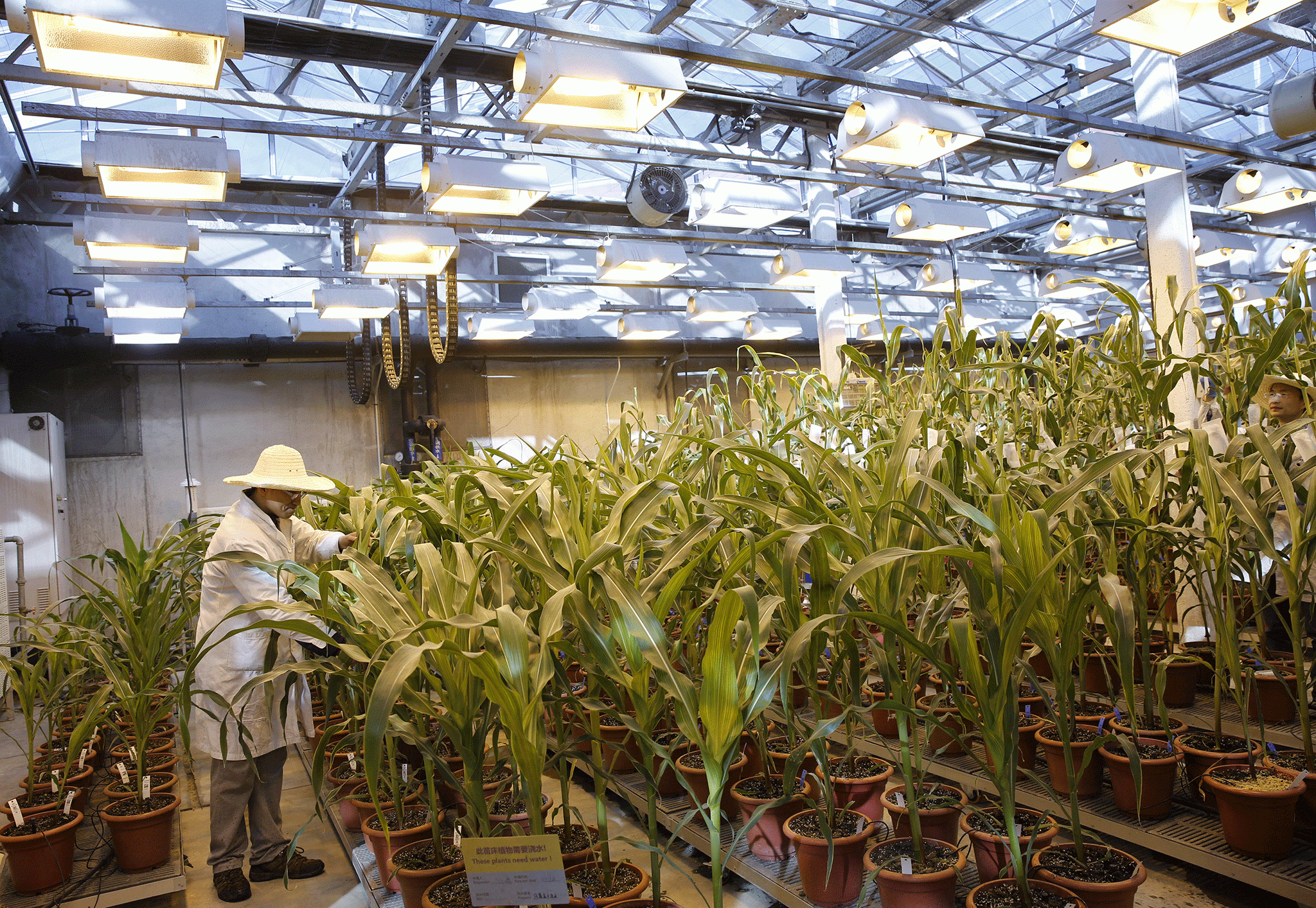 A Syngenta lab in Beijing - the Swiss firm provides genetically modified seeds in the US